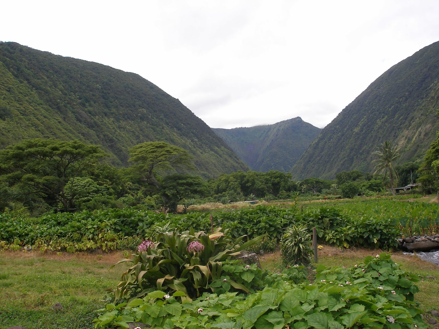 Photo 4 of Muliwai Trail in Waipiʻo, Big Island