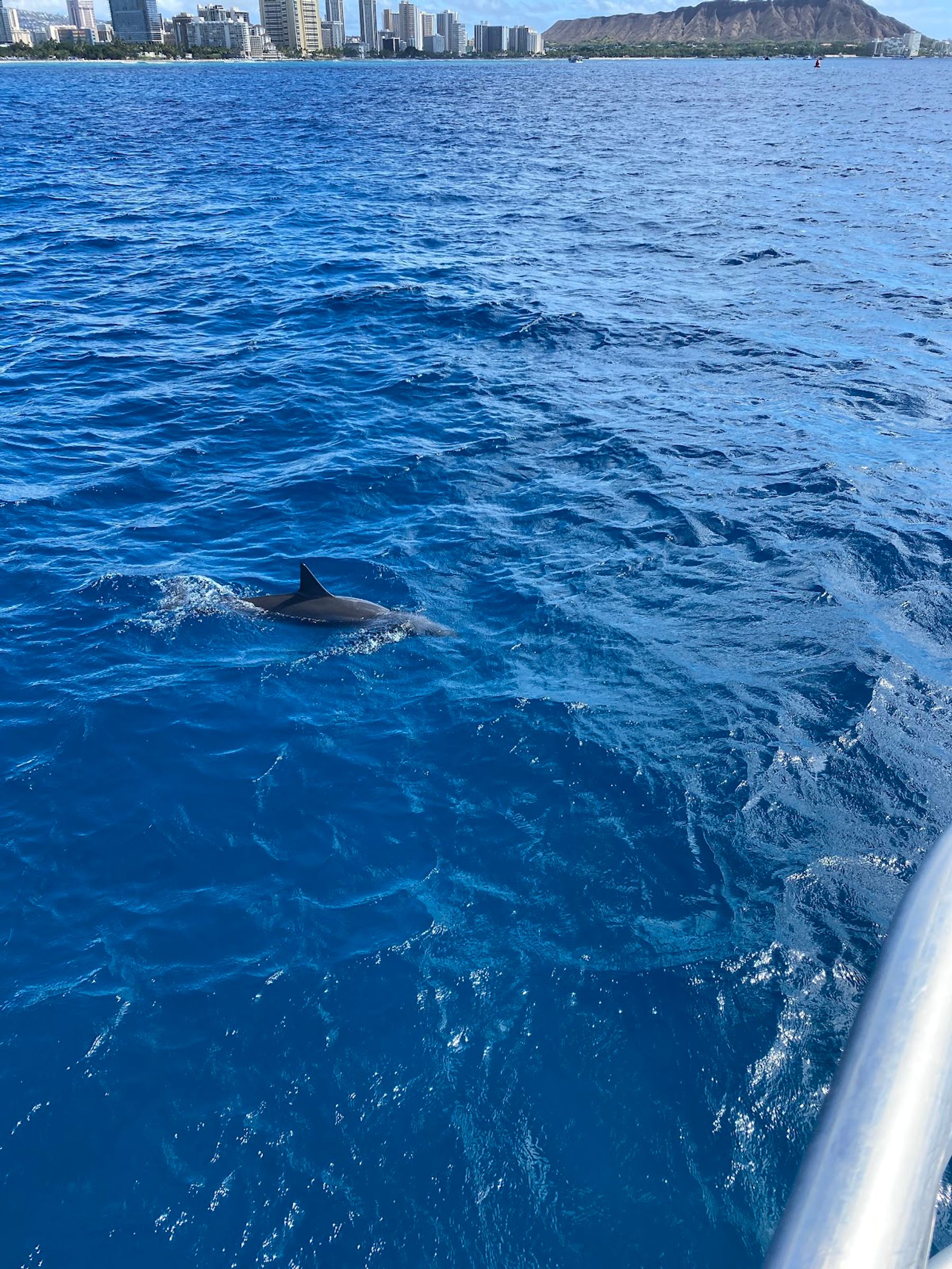 Photo 9 of Turtles and You in Waikīkī, Oahu