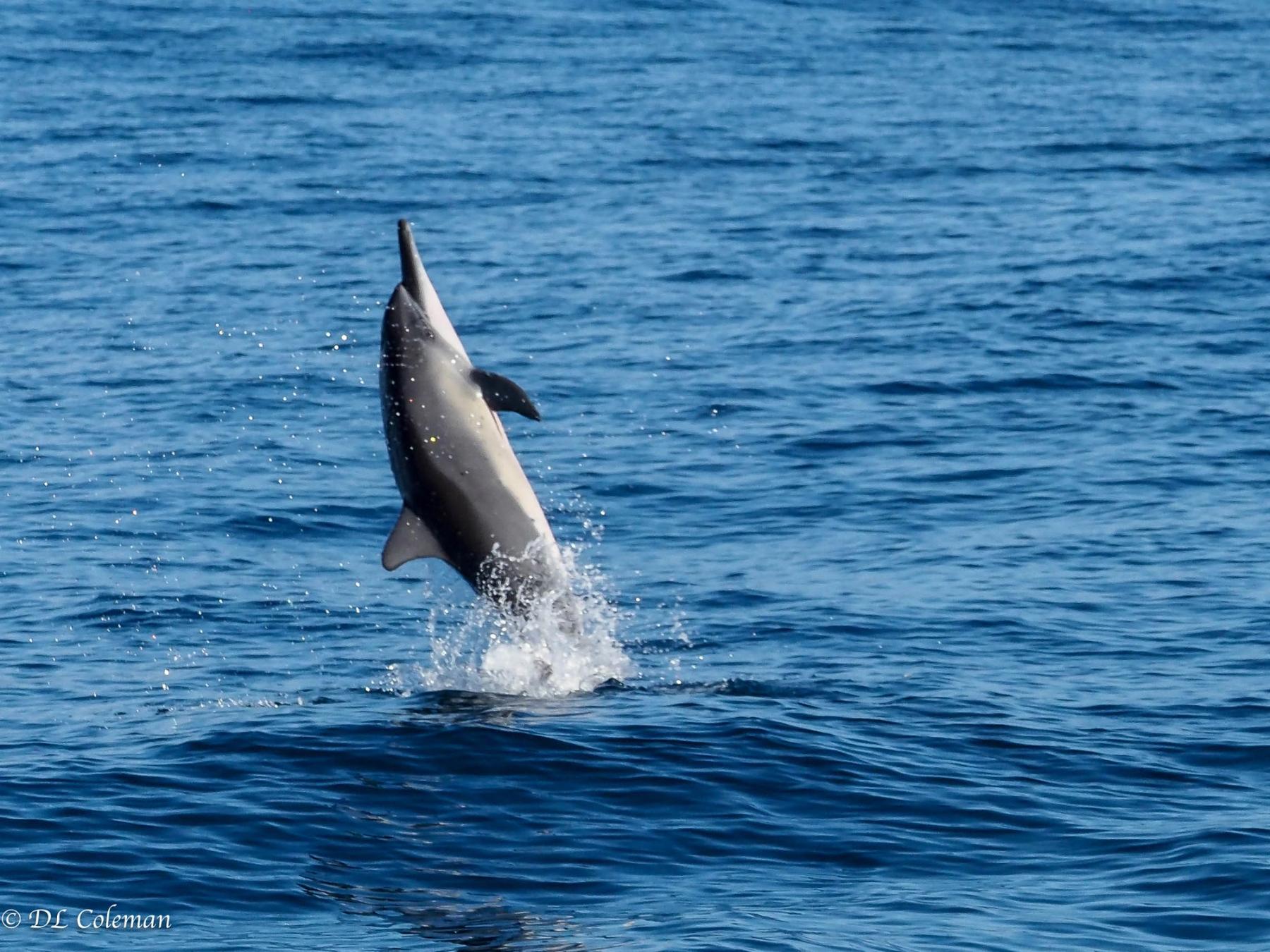 Spinner dolphin breaching above the ocean surface with bright spray on deep blue water near Kauaʻi