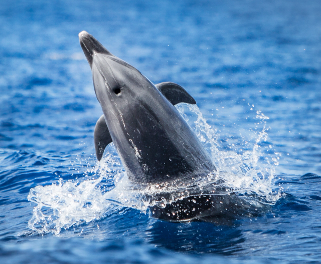 a dolphin emerges from the water