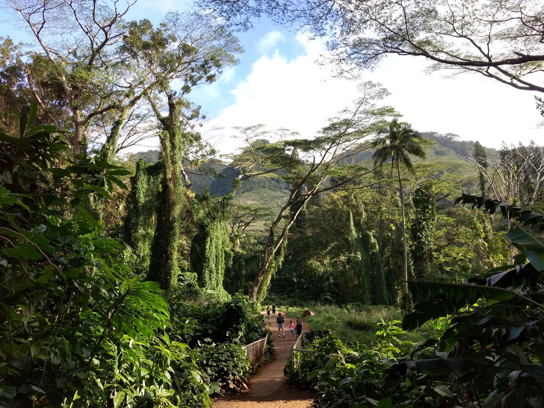 Photo 6 of Mānoa Falls Trail in Mānoa, Makiki & Nuʻuanu, Oahu