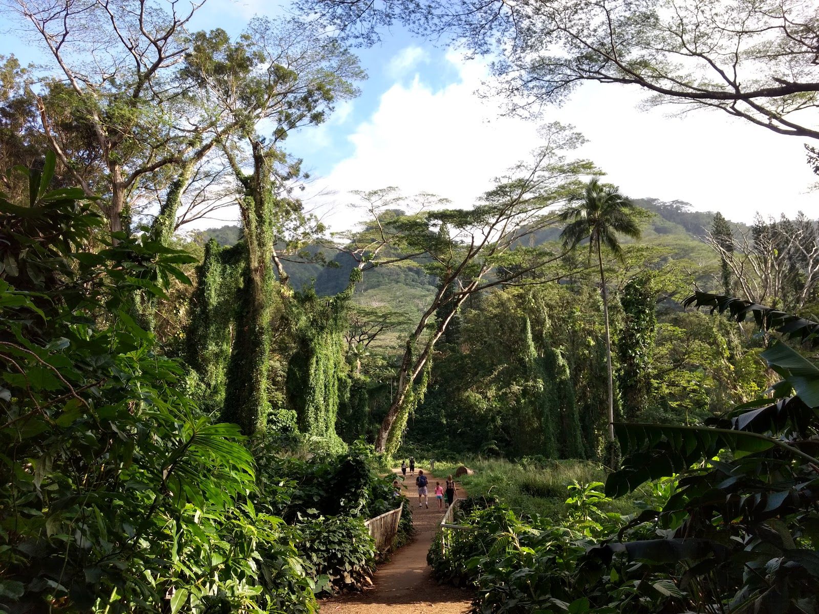 Photo 6 of Mānoa Falls Trail in Mānoa, Makiki & Nuʻuanu, Oahu