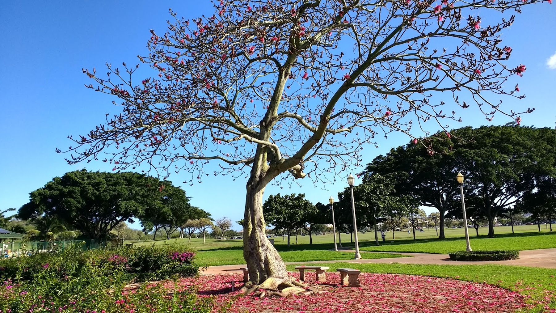 Photo 5 of Kapolei Regional Park in Kapolei & Makakilo, Oahu