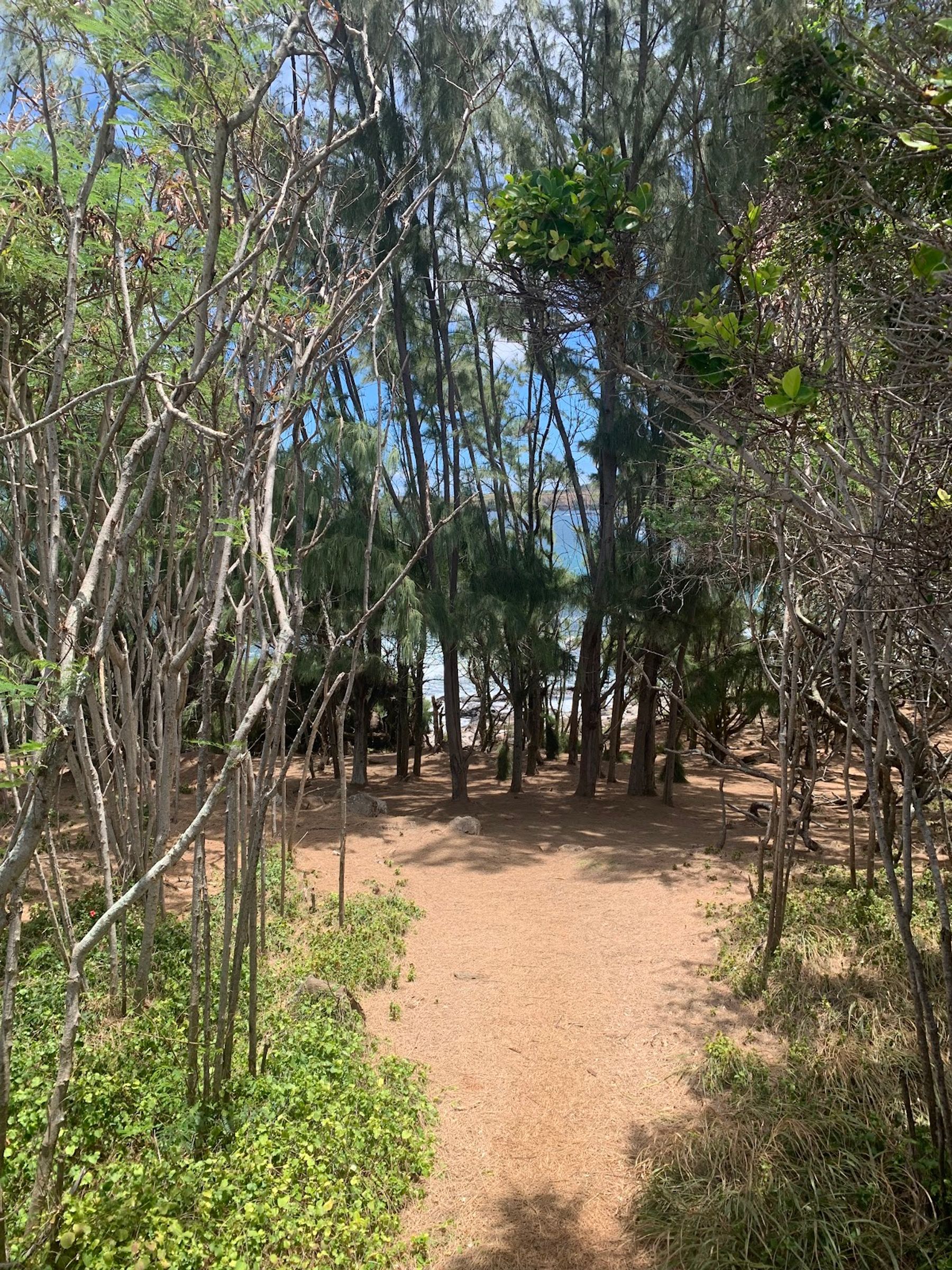 Photo 8 of Dragon's Teeth Access Trail, Kapalua in Kapalua, Maui