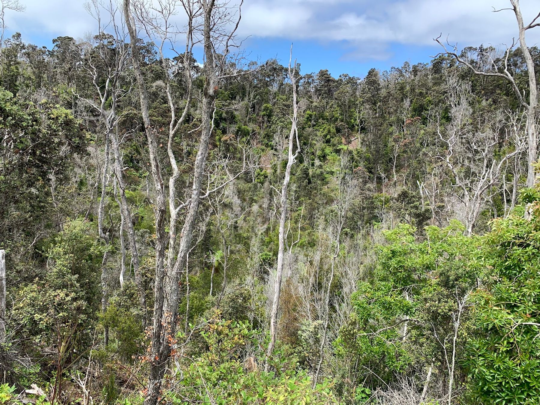 Photo 8 of Chain of Craters Road in Volcano, Big Island