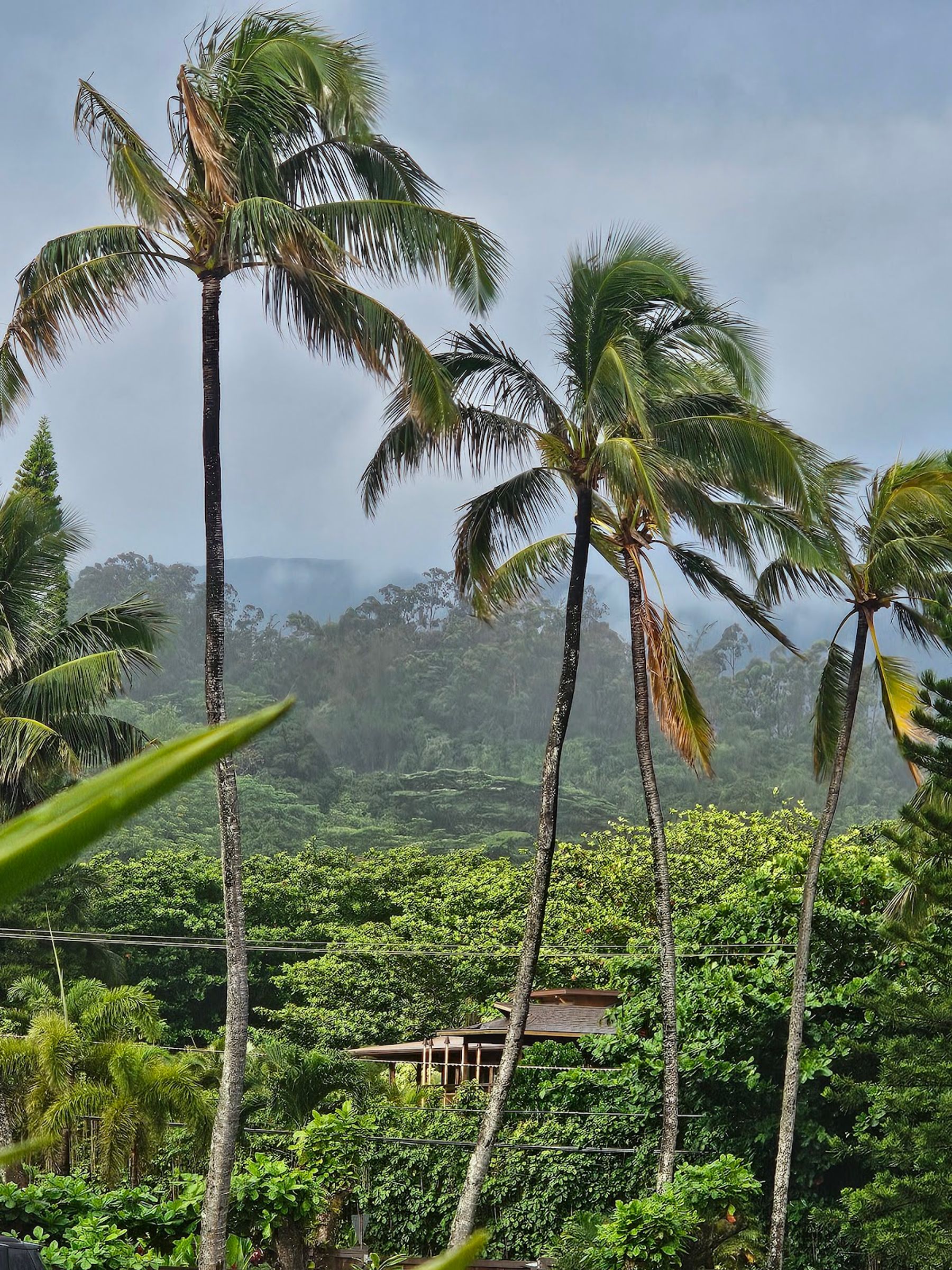 Photo 9 of NāPali Coffeehouse & Art Gallery in Hāʻena, Kauai