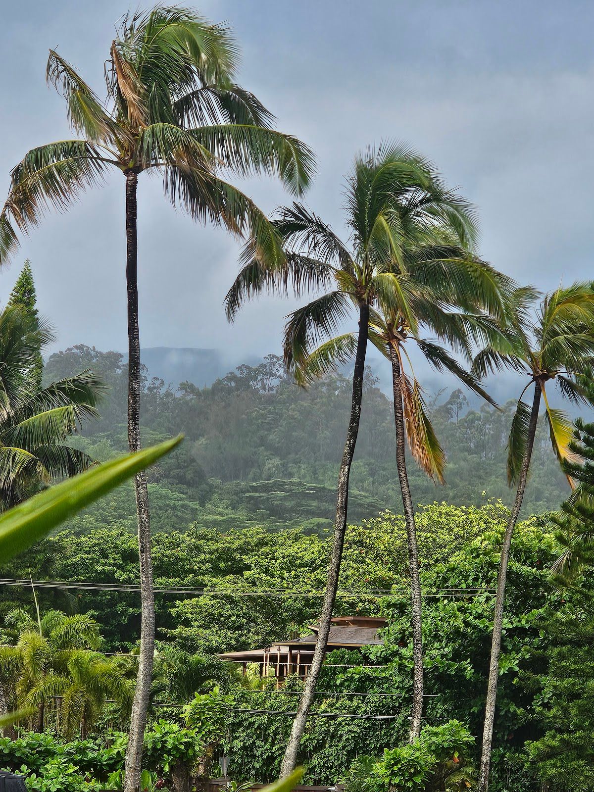 Photo 9 of NāPali Coffeehouse & Art Gallery in Hāʻena, Kauai
