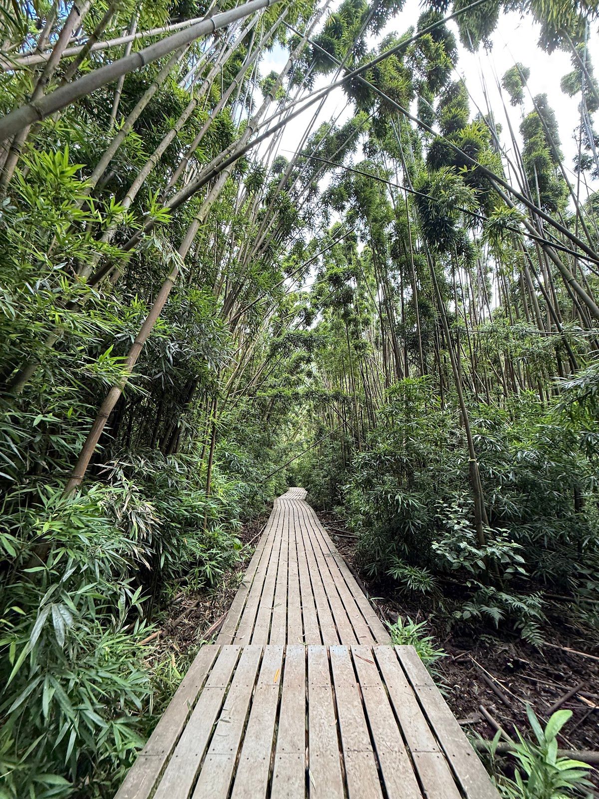 Photo 4 of Pipiwai Trail in Kīpahulu & Kaupō, Maui