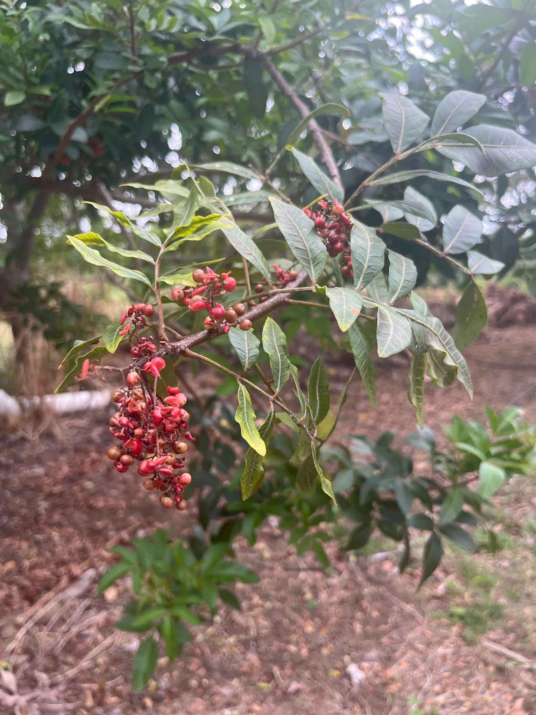 Photo 3 of Rising Kona Coffee Farm Tours in Hōlualoa, Big Island
