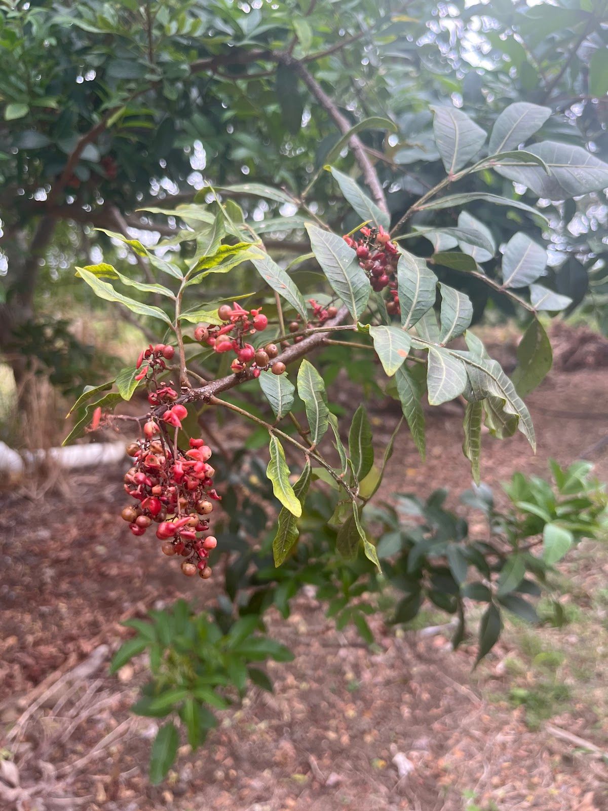 Photo 3 of Rising Kona Coffee Farm Tours in Hōlualoa, Big Island