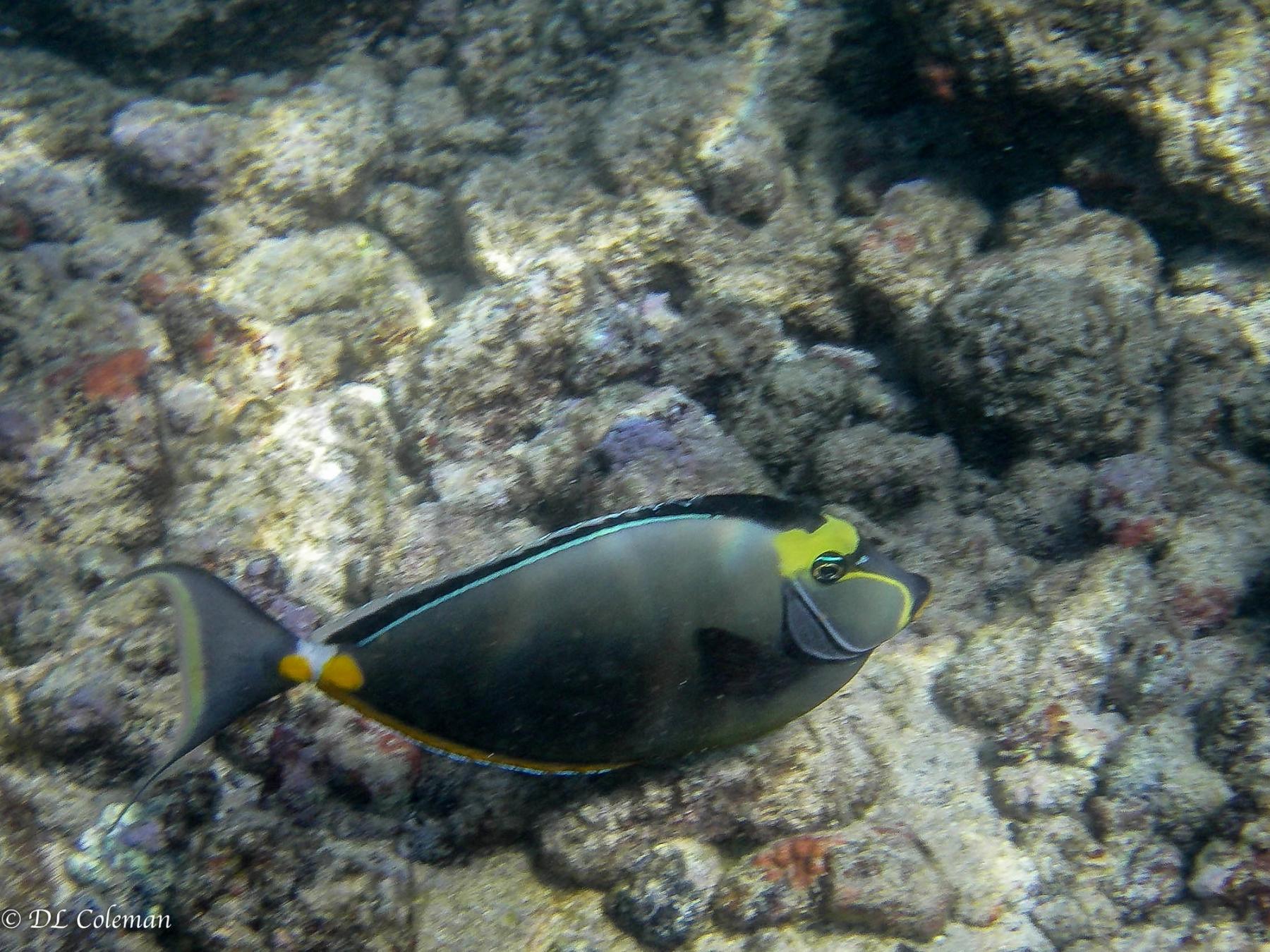 Orange-spine unicornfish swimming over a shallow rocky reef in clear water