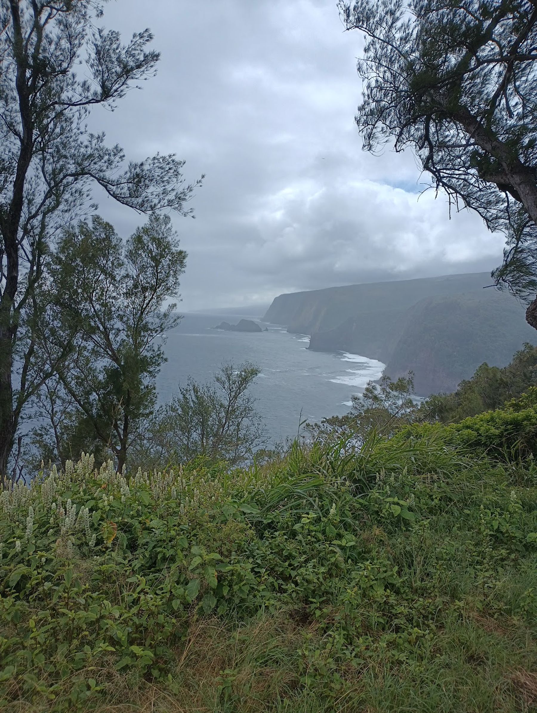 Photo 7 of Kohala UTV Adventure in North Kohala, Big Island