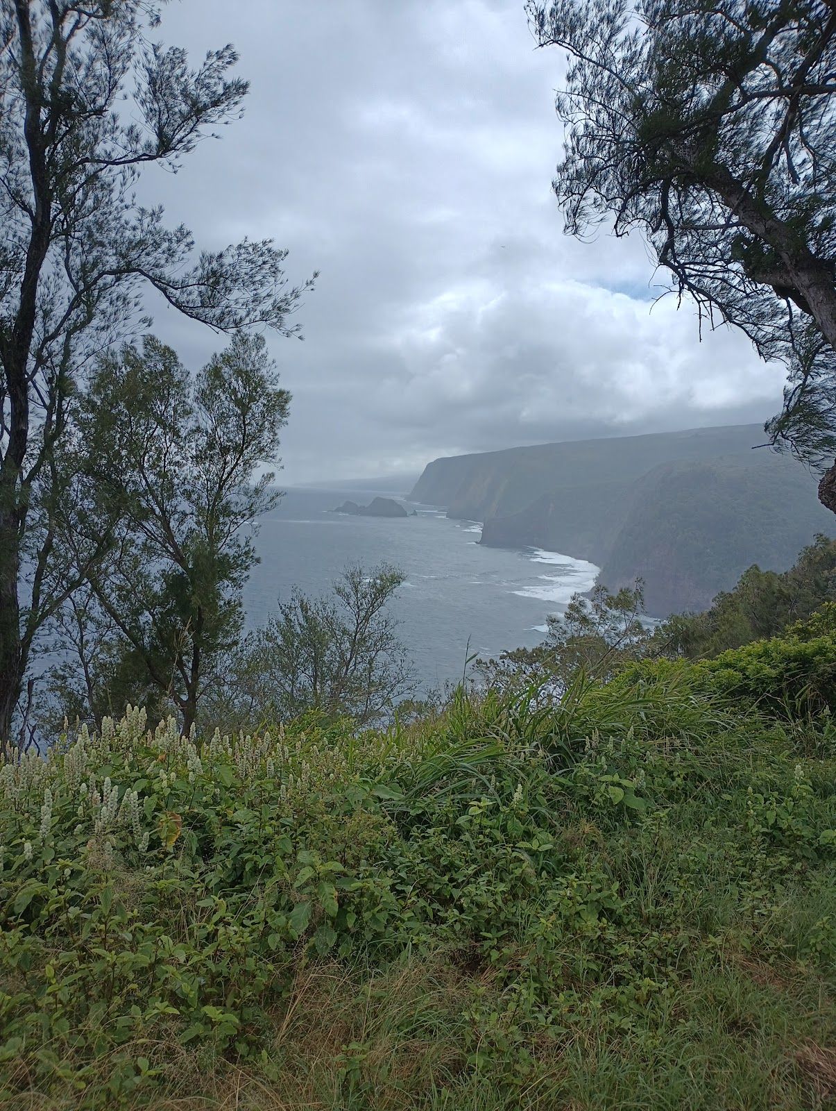 Photo 7 of Kohala UTV Adventure in North Kohala, Big Island
