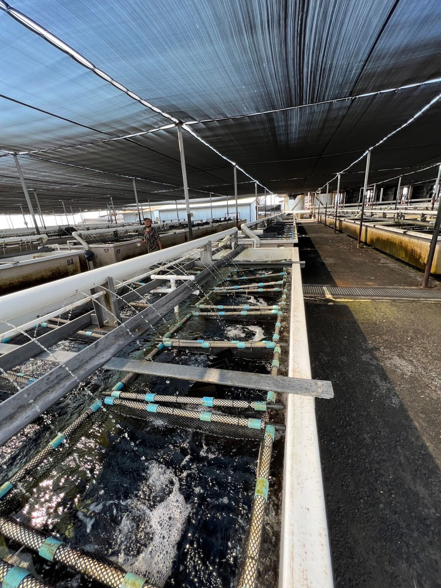 Photo 6 of Big Island Abalone (Kona Aquaculture Inc) in Kailua-Kona, Big Island