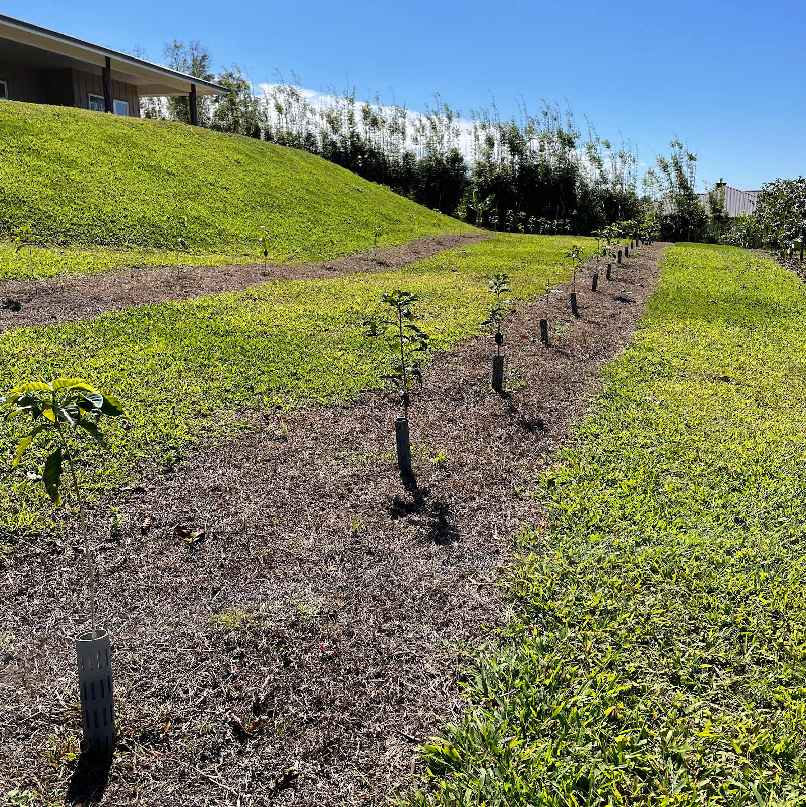 Photo 10 of Uluwehi Coffee Farm in Hōlualoa, Big Island