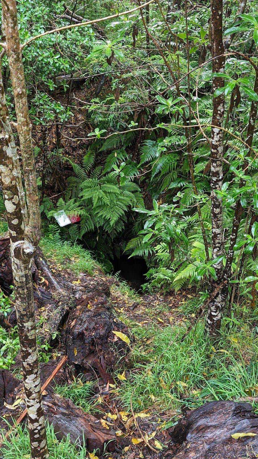 Photo 9 of Kipuka Puaulu Trail in Volcano, Big Island