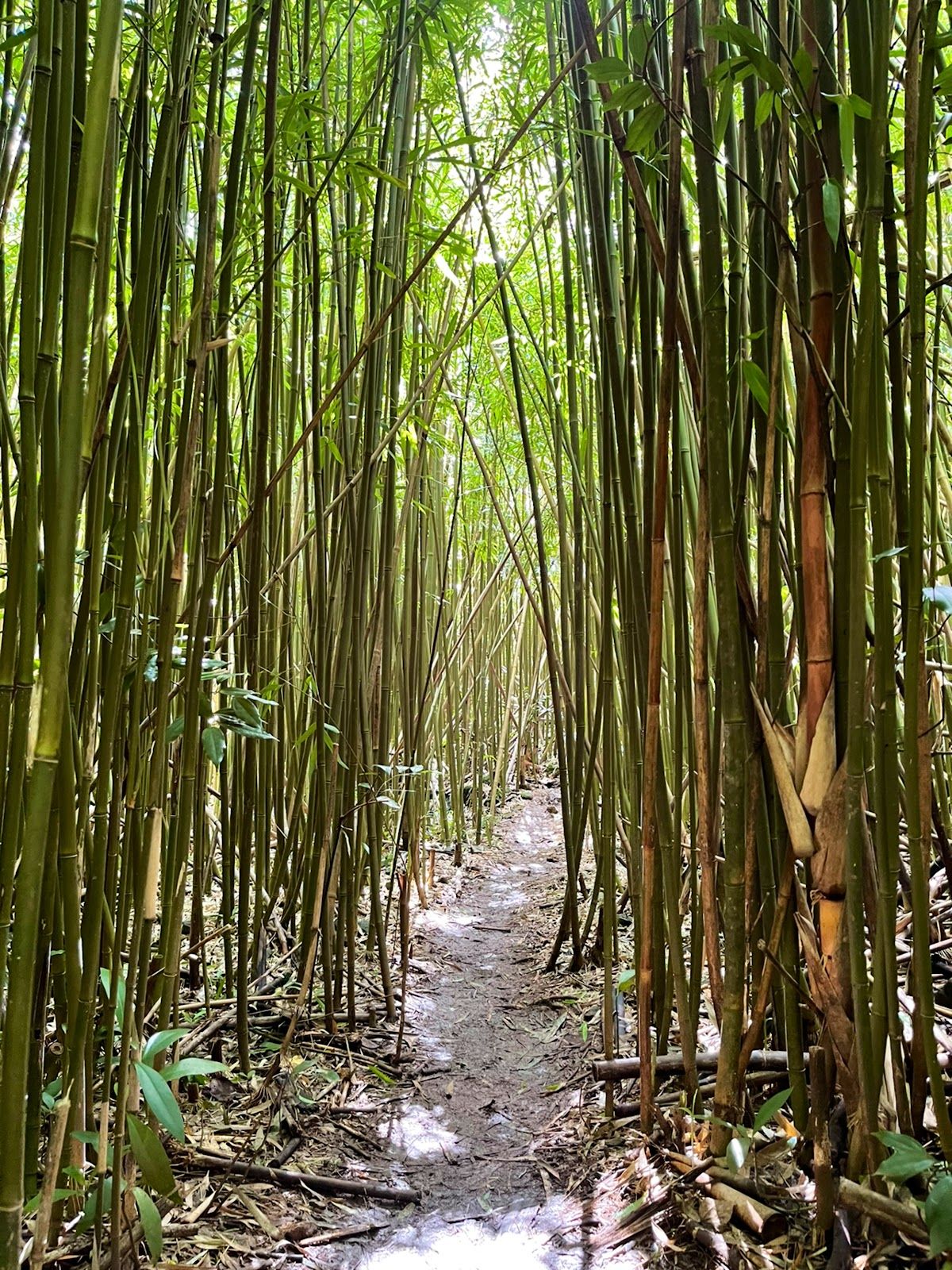Photo 5 of Lulumahu Falls in Mānoa, Makiki & Nuʻuanu, Oahu