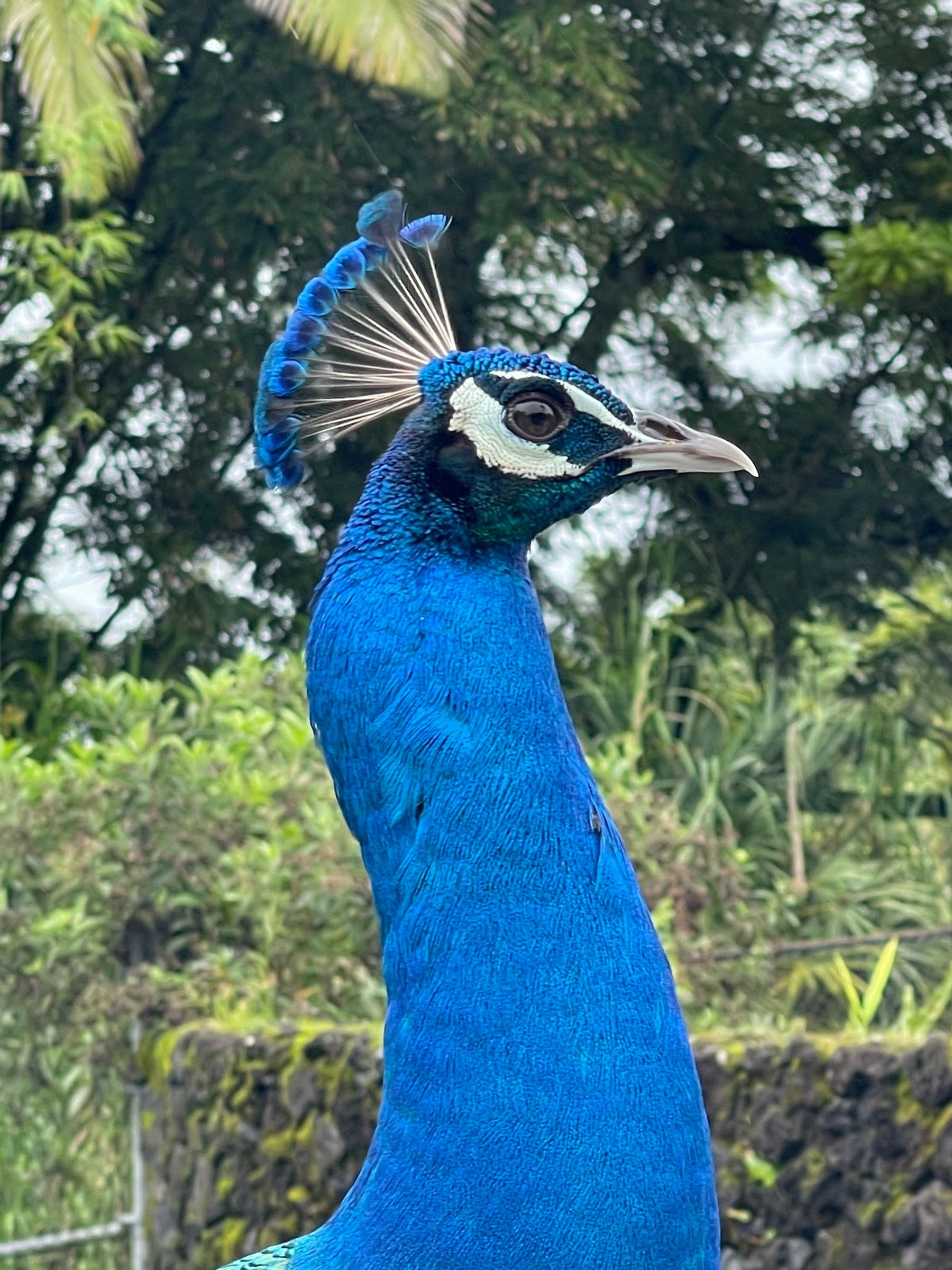 Photo 3 of Panaewa Rainforest Zoo and Gardens in Hilo, Big Island