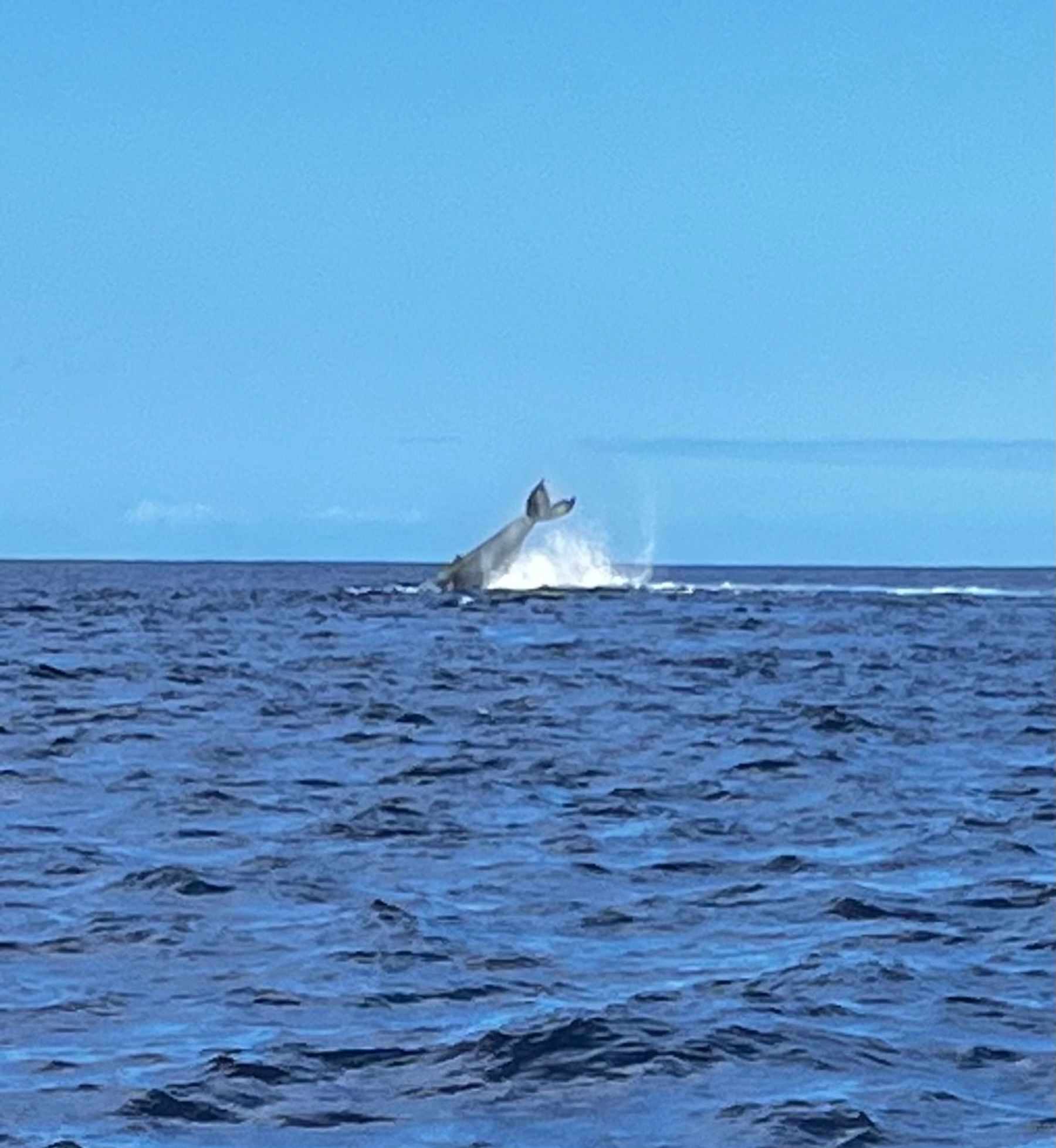 Photo 7 of Iruka Hawai‘i Dolphin and Manta Tours in Kailua-Kona, Big Island