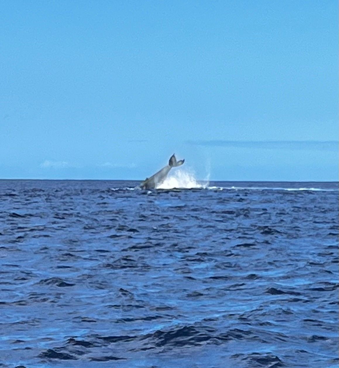 Photo 7 of Iruka Hawai‘i Dolphin and Manta Tours in Kailua-Kona, Big Island