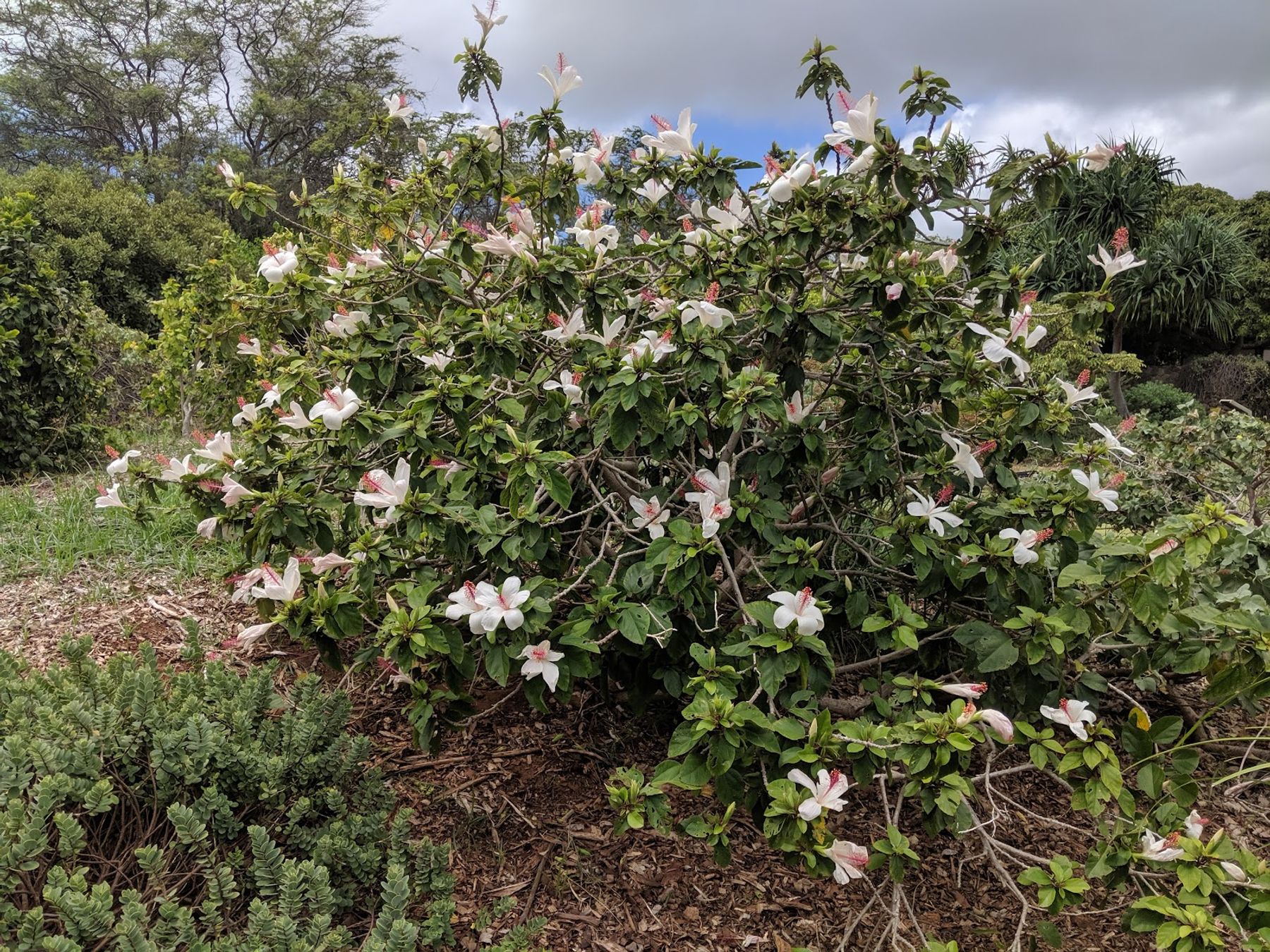 Photo 6 of Maui Nui Botanical Gardens in Kahului, Maui