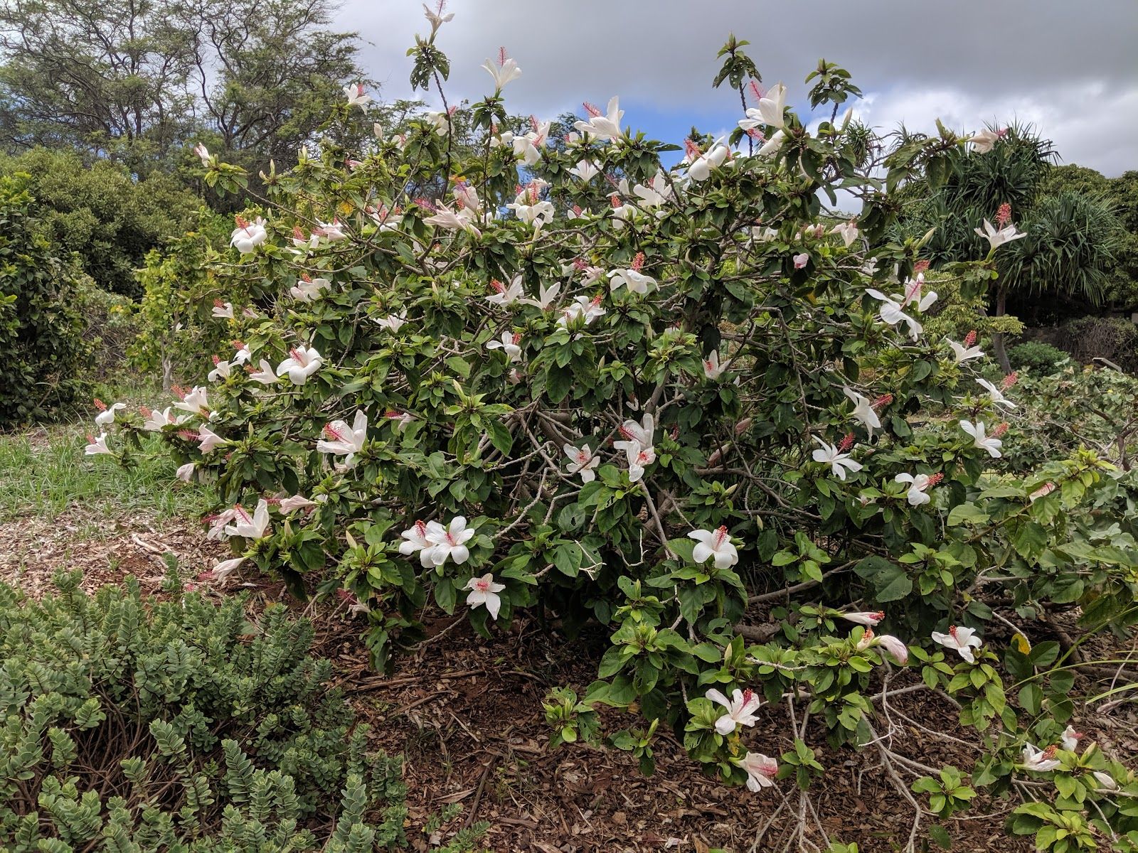 Photo 6 of Maui Nui Botanical Gardens in Kahului, Maui