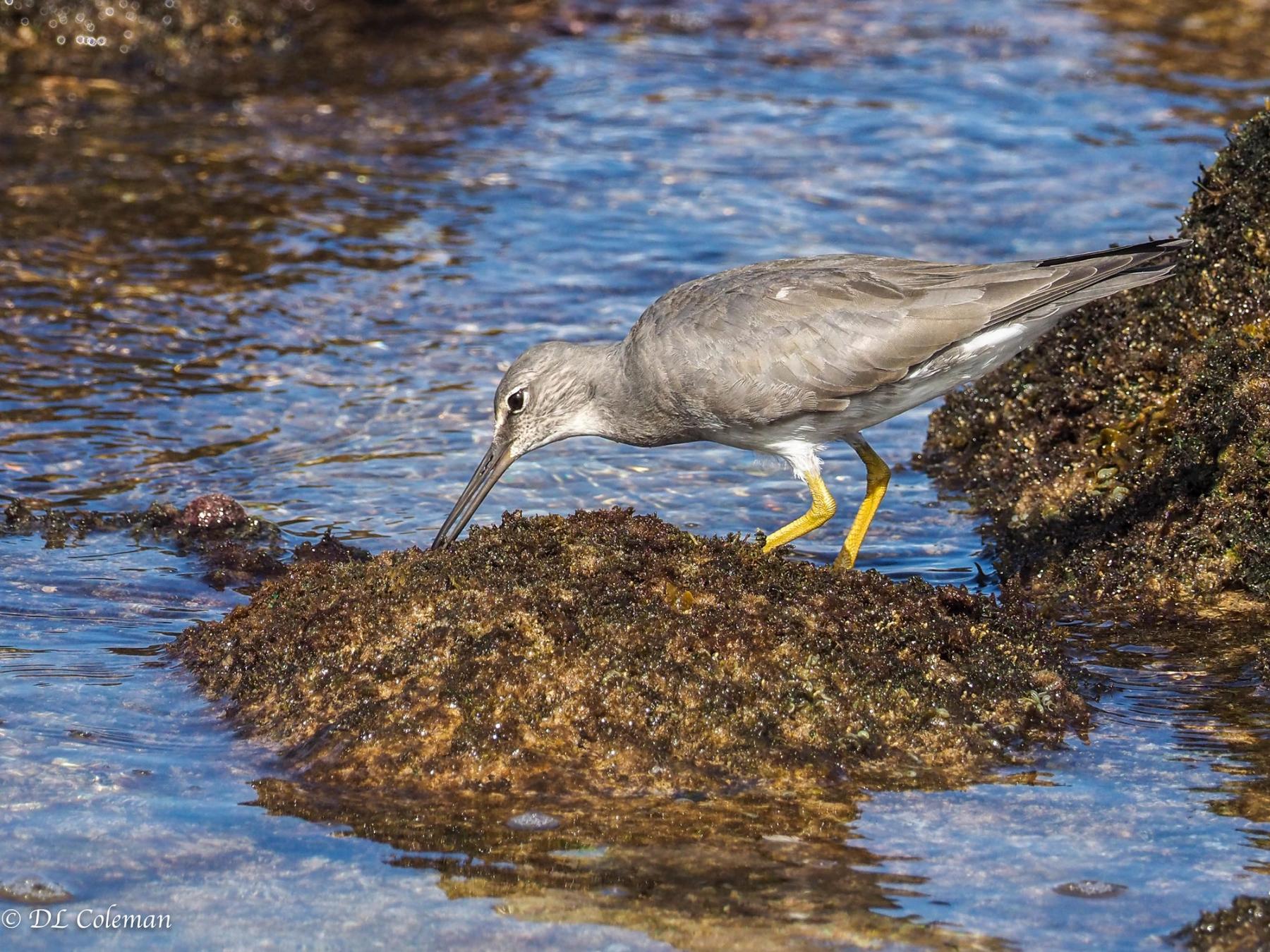 Wandering Tattler with yellow legs foraging on algae-covered rocks in a shallow tidepool with blue water