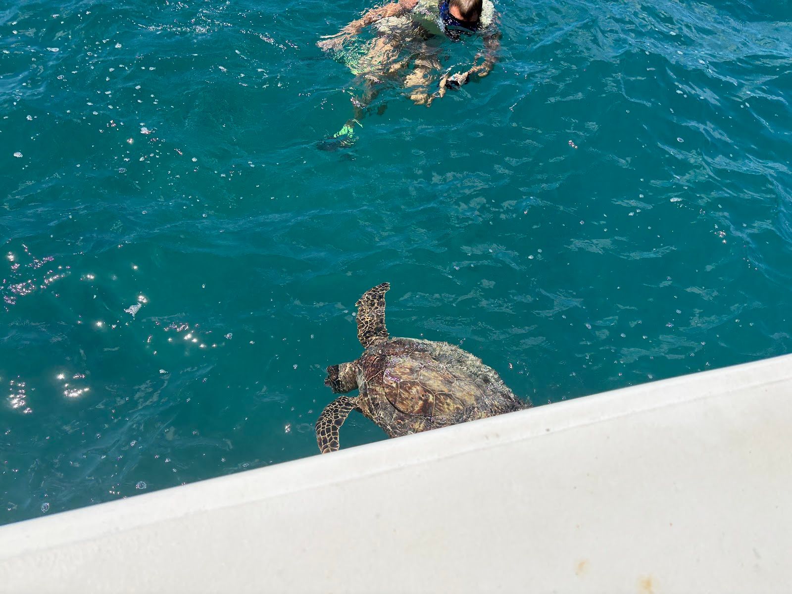 Photo 7 of Turtles and You in Waikīkī, Oahu