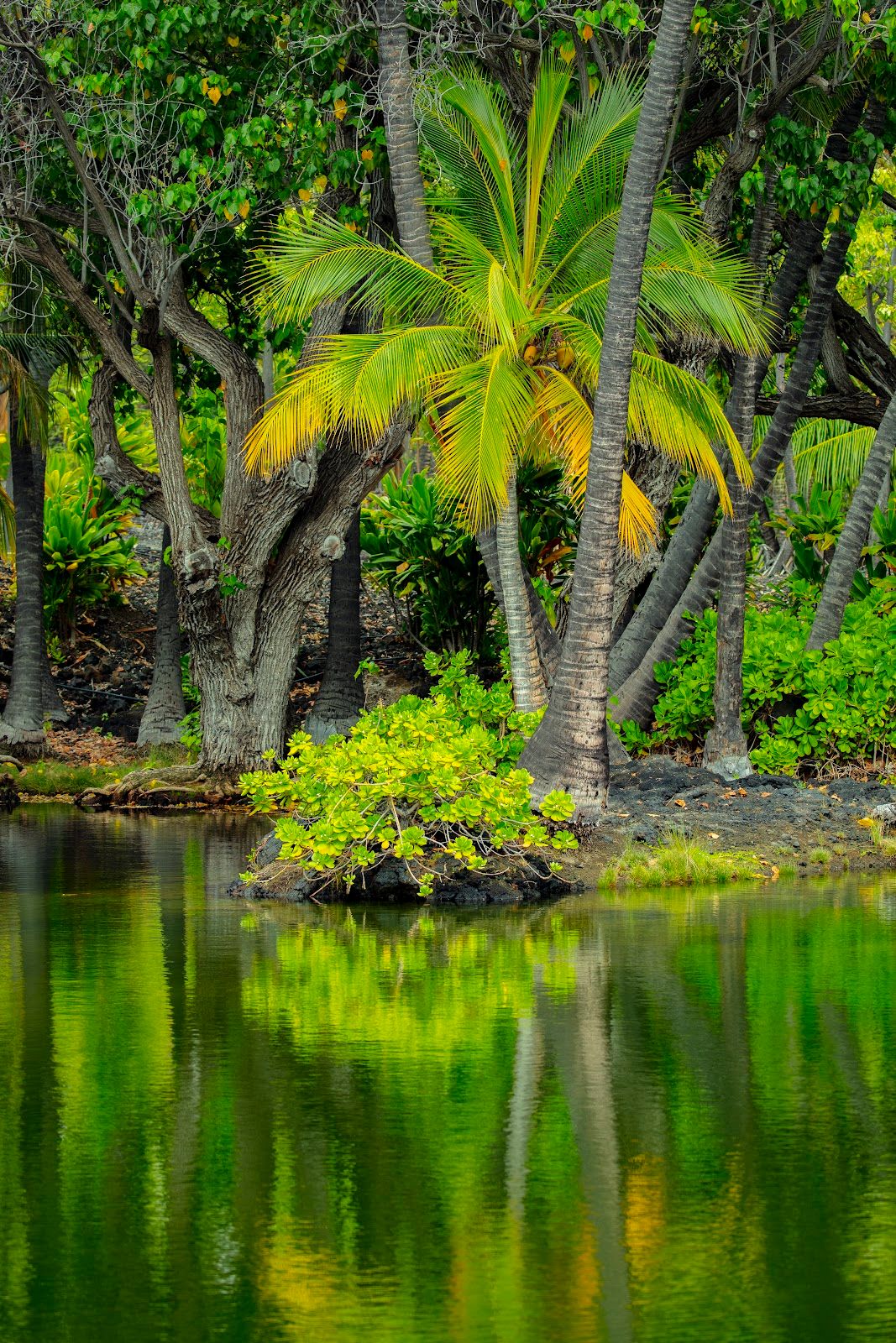 Photo 8 of Mauna Lani Golf in Waikoloa, Big Island