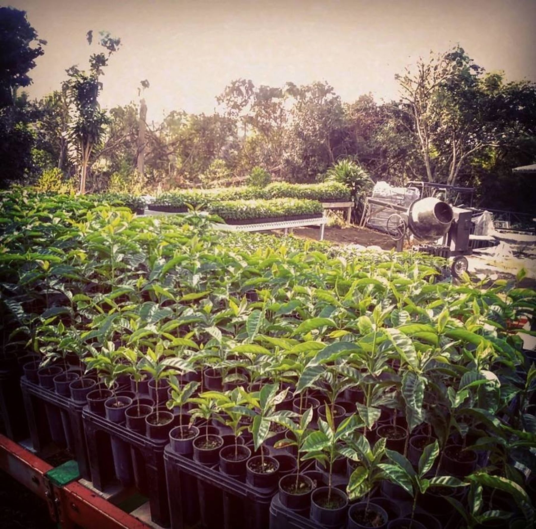 Photo 2 of Kona Farm Direct Coffee in Hōlualoa, Big Island
