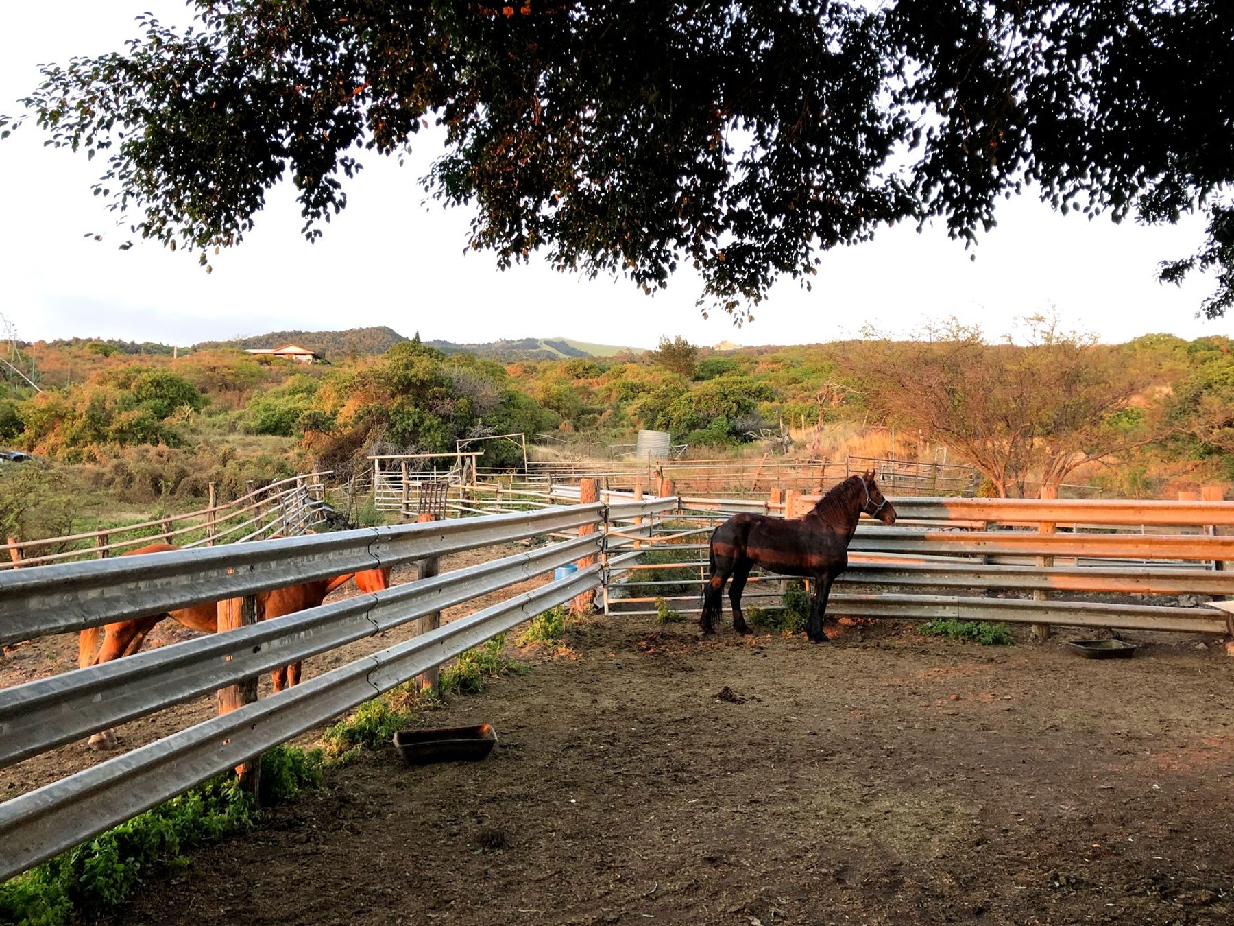 Photo 5 of Triple L Ranch Horseback Rides in Ulupalakua, Maui
