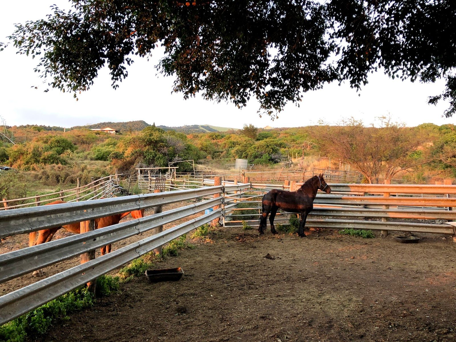 Photo 5 of Triple L Ranch Horseback Rides in Ulupalakua, Maui