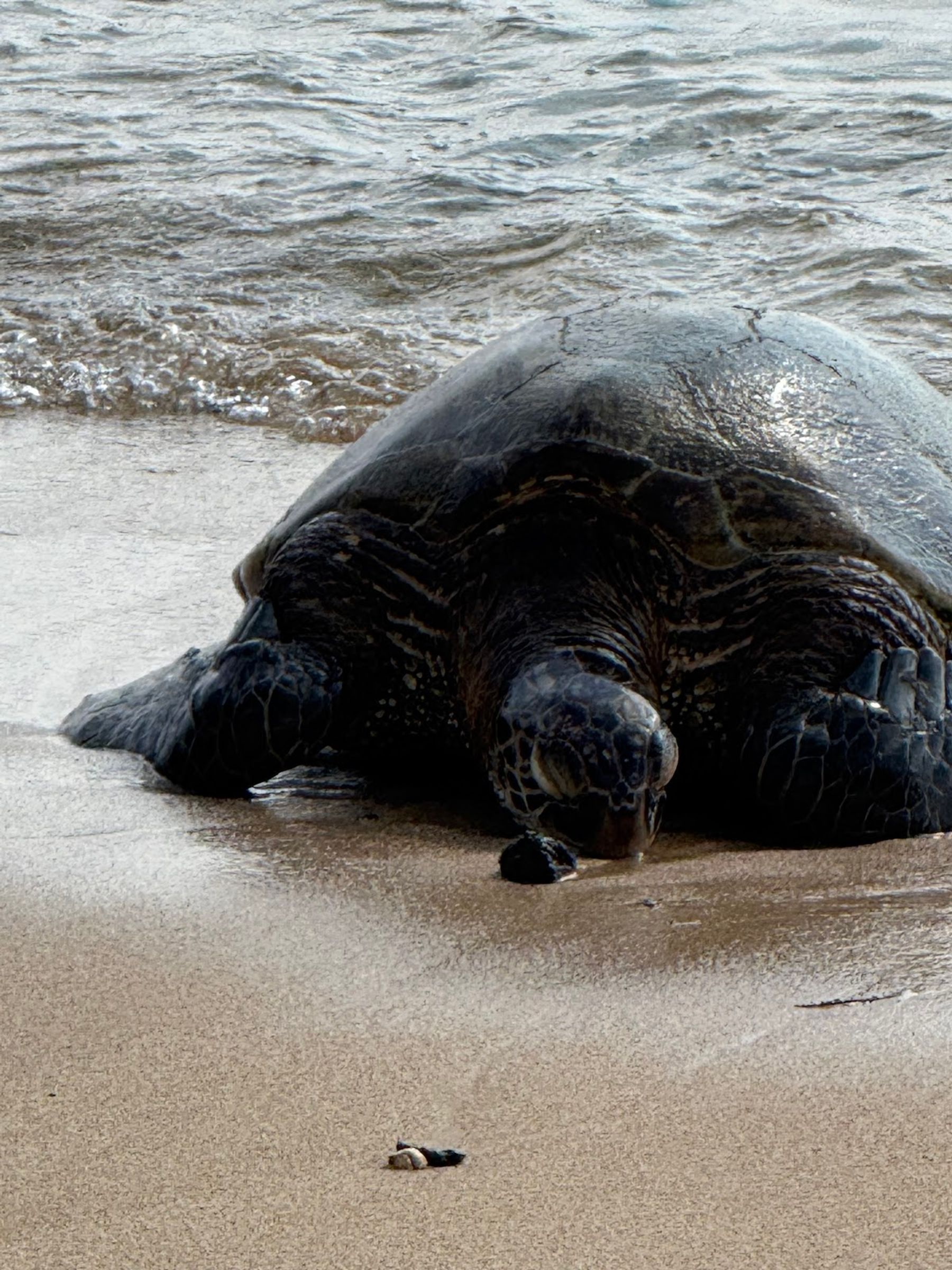 Photo 2 of Clark's Hawaii Tours in Kailua-Kona, Big Island