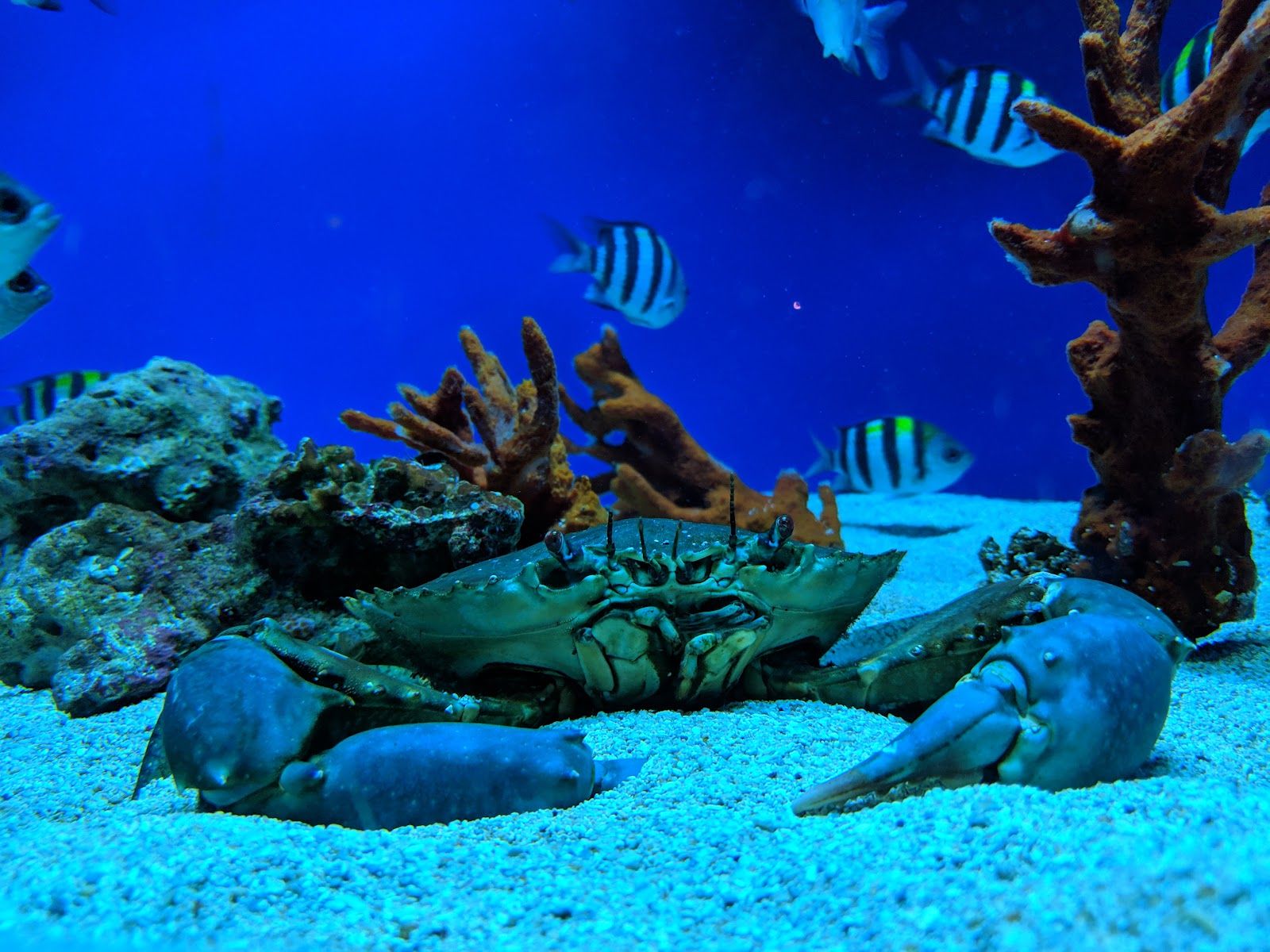 Photo 5 of Maui Ocean Center, The Aquarium of Hawaii in Māʻalaea, Maui