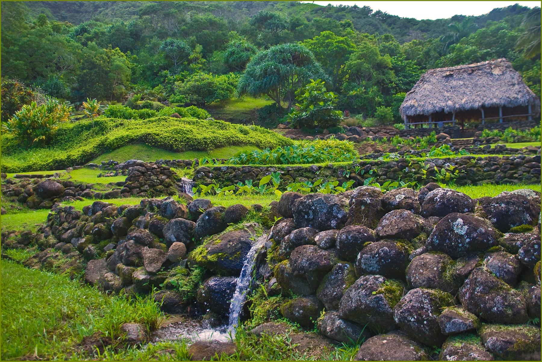 Lava-rock taro terraces with a small irrigation waterfall and a thatched hale set against dense green valley forest