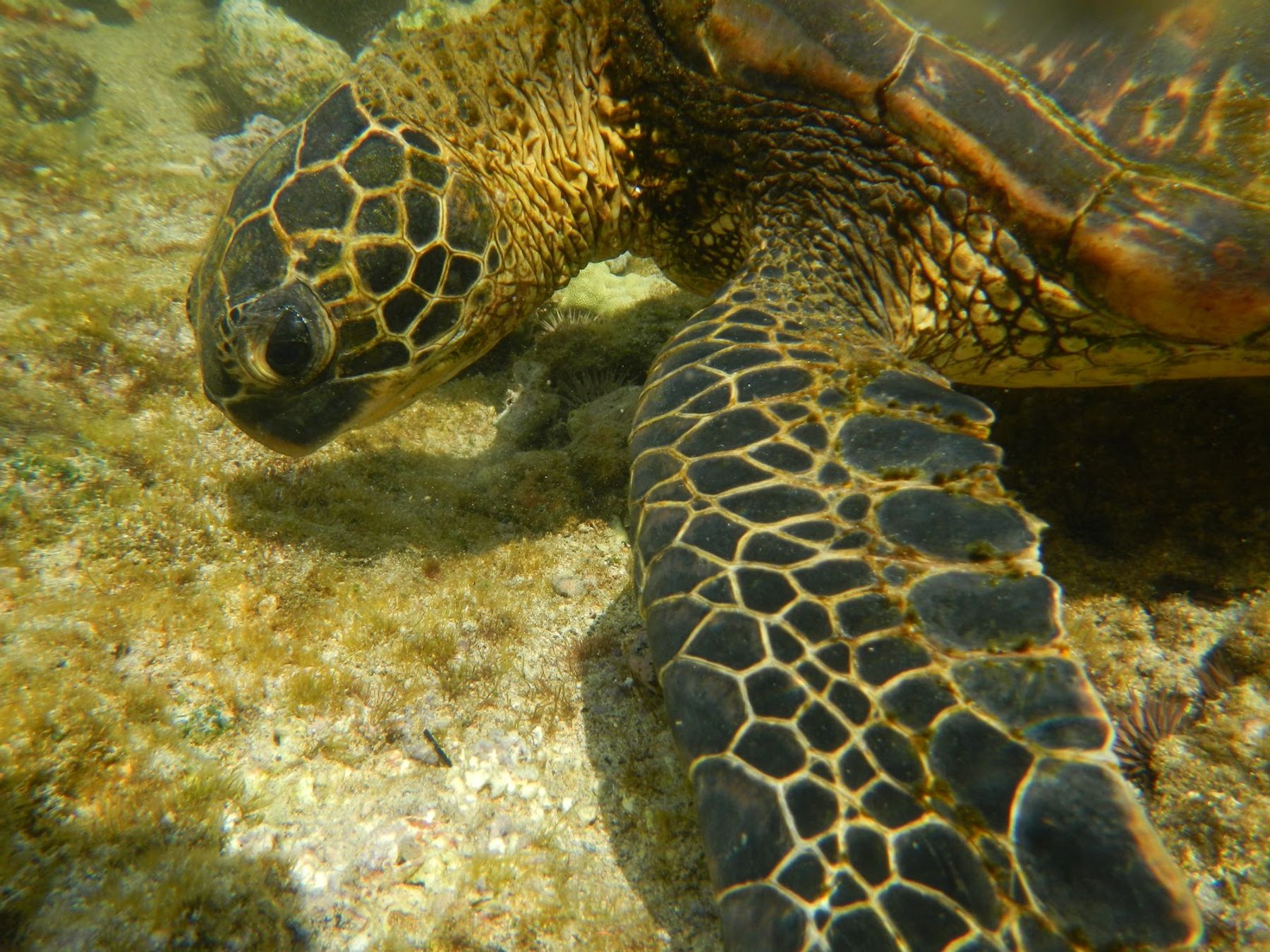 Photo 2 of C Big Island Tours in Hilo, Big Island