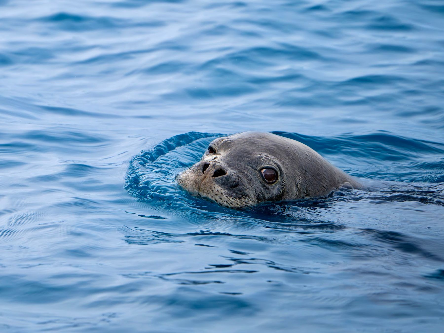 Na Pali Pirates in Kekaha, Kaua‘i photo 4