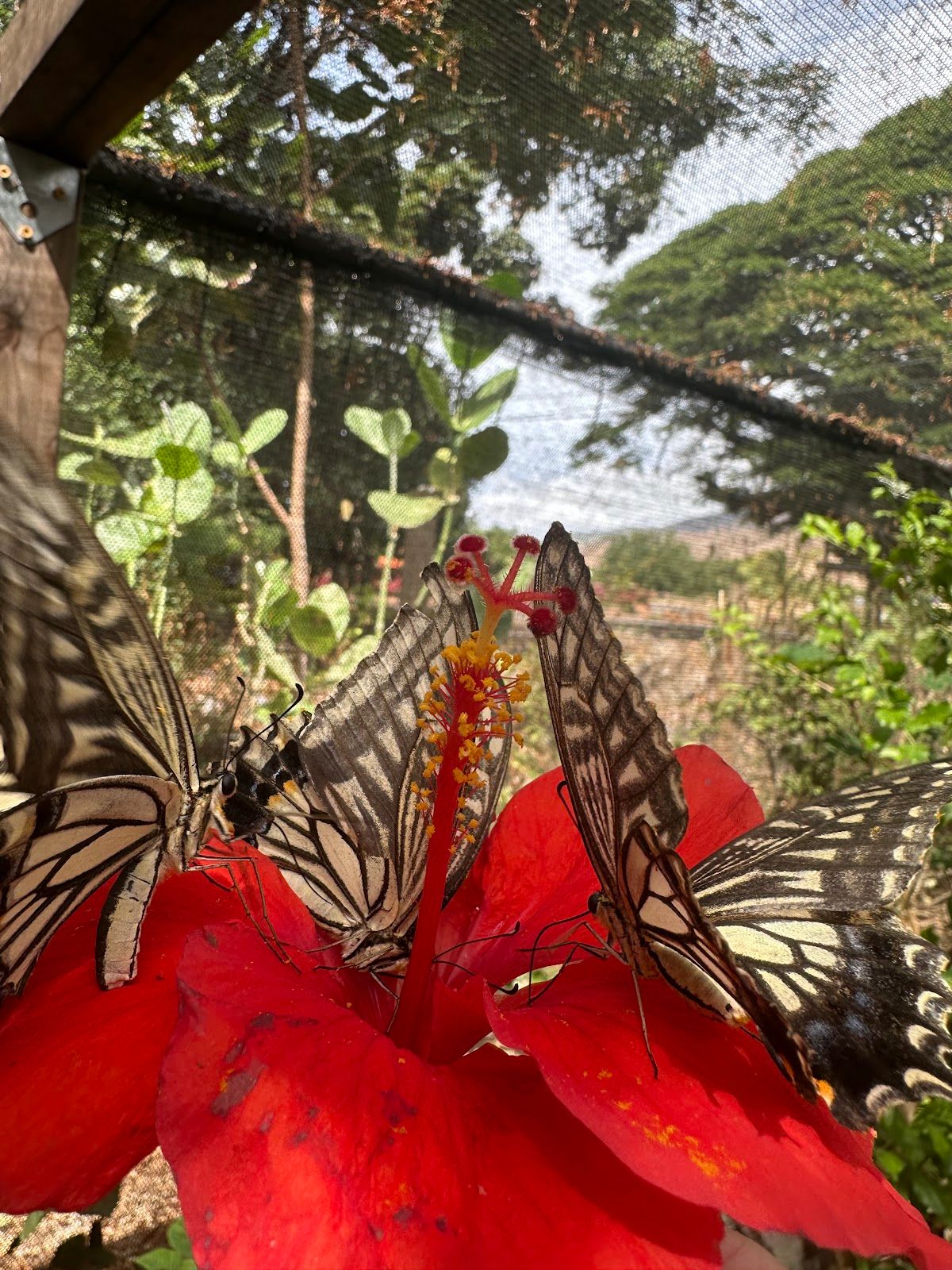 Photo 6 of The Maui Butterfly Farm in Olowalu, Maui