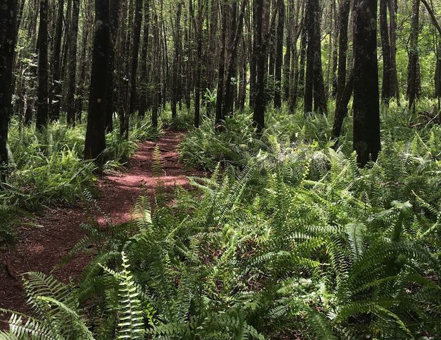 Green trail scenery