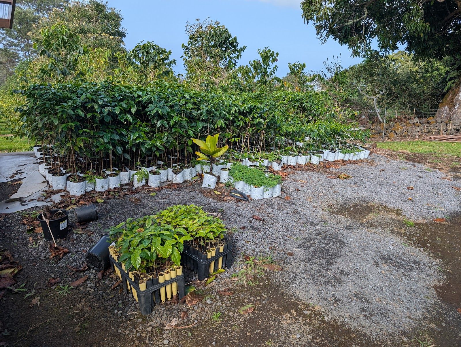 Photo 8 of Uluwehi Coffee Farm in Hōlualoa, Big Island