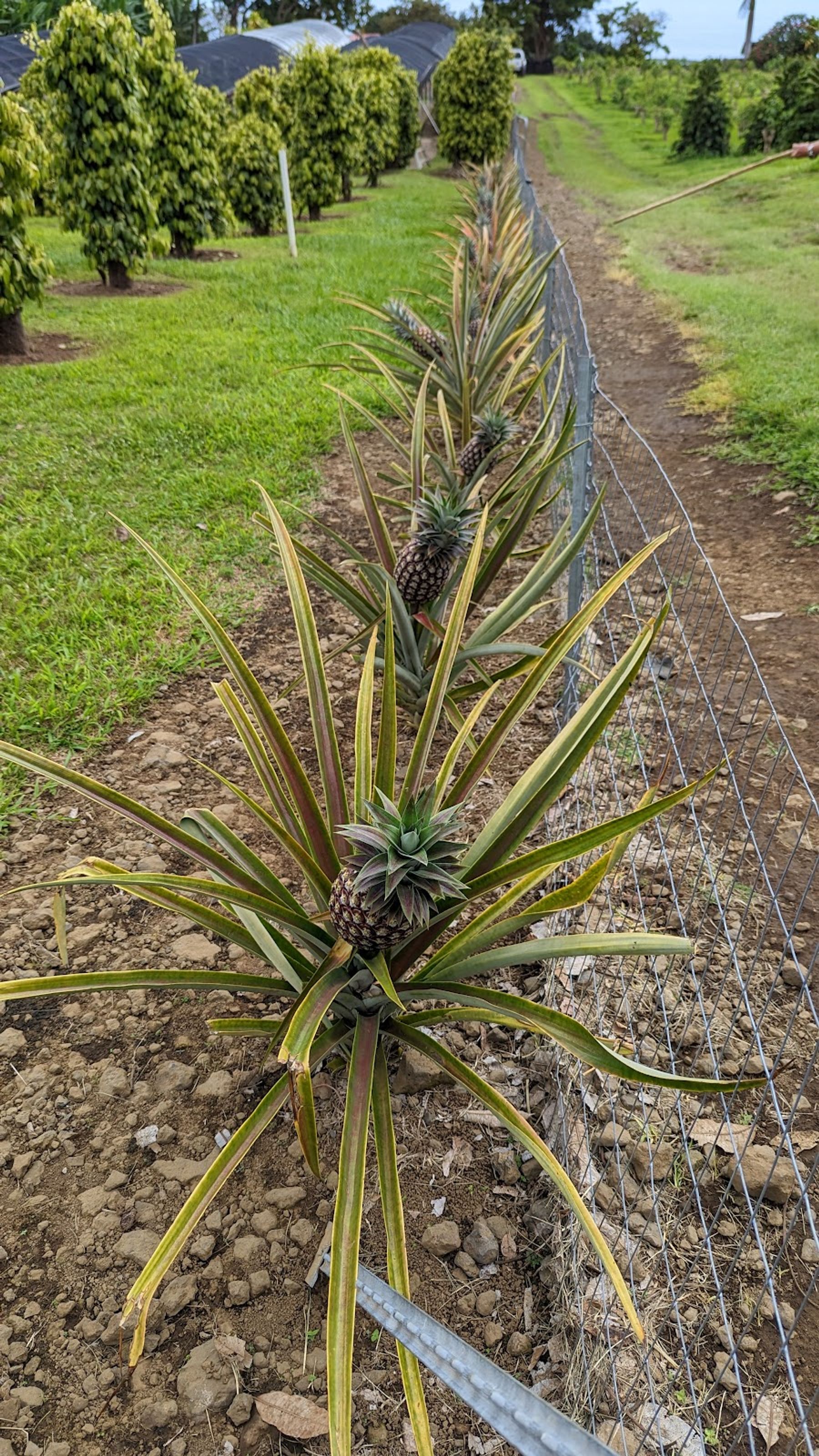 Photo 9 of Greenwell Farms in South Kona, Big Island