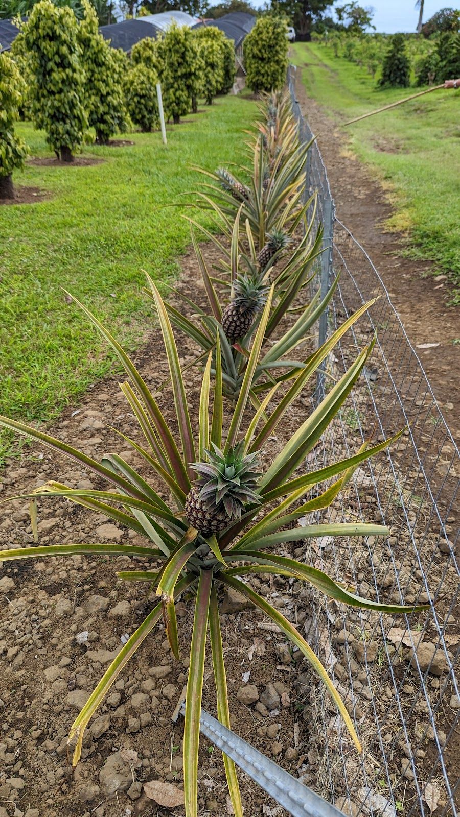 Photo 9 of Greenwell Farms in South Kona, Big Island