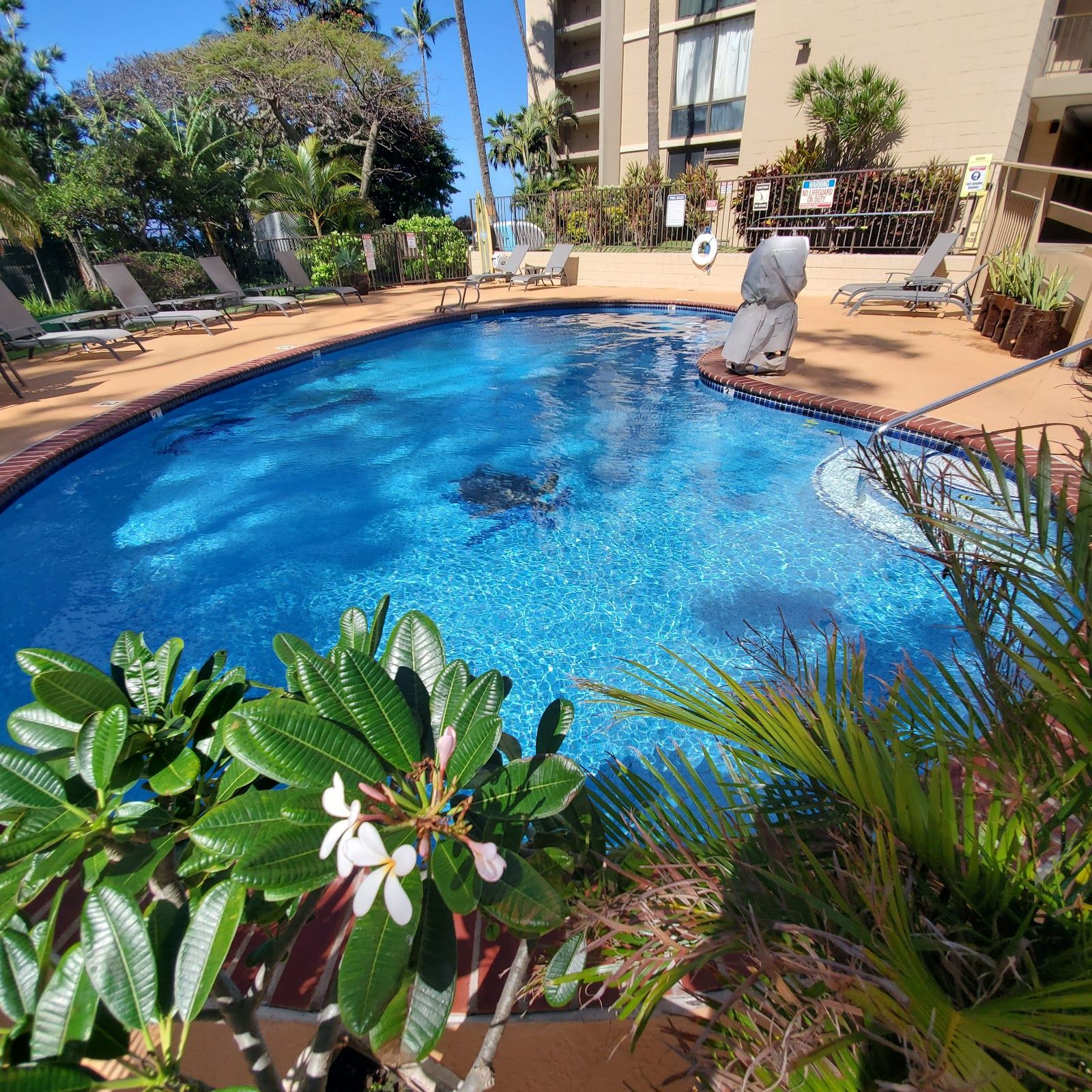 Photo 3 of Valley Isle Resort in Kapalua, Maui