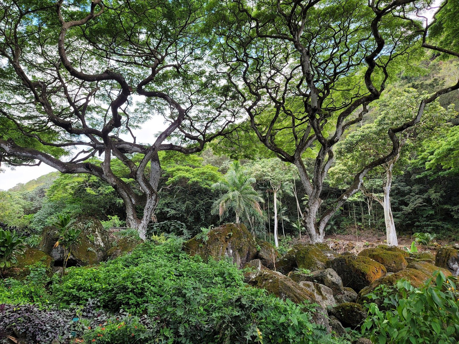 Photo 5 of Waimea Botanical Garden in Pūpūkea, Oahu