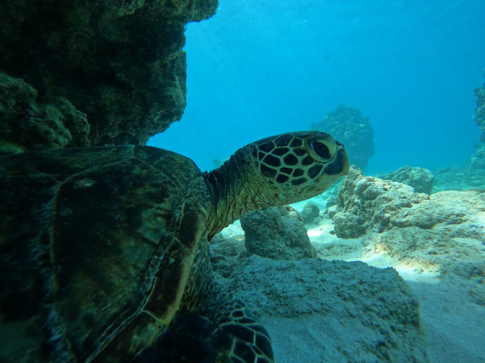 Photo 9 of Kua Bay in Kailua-Kona, Big Island
