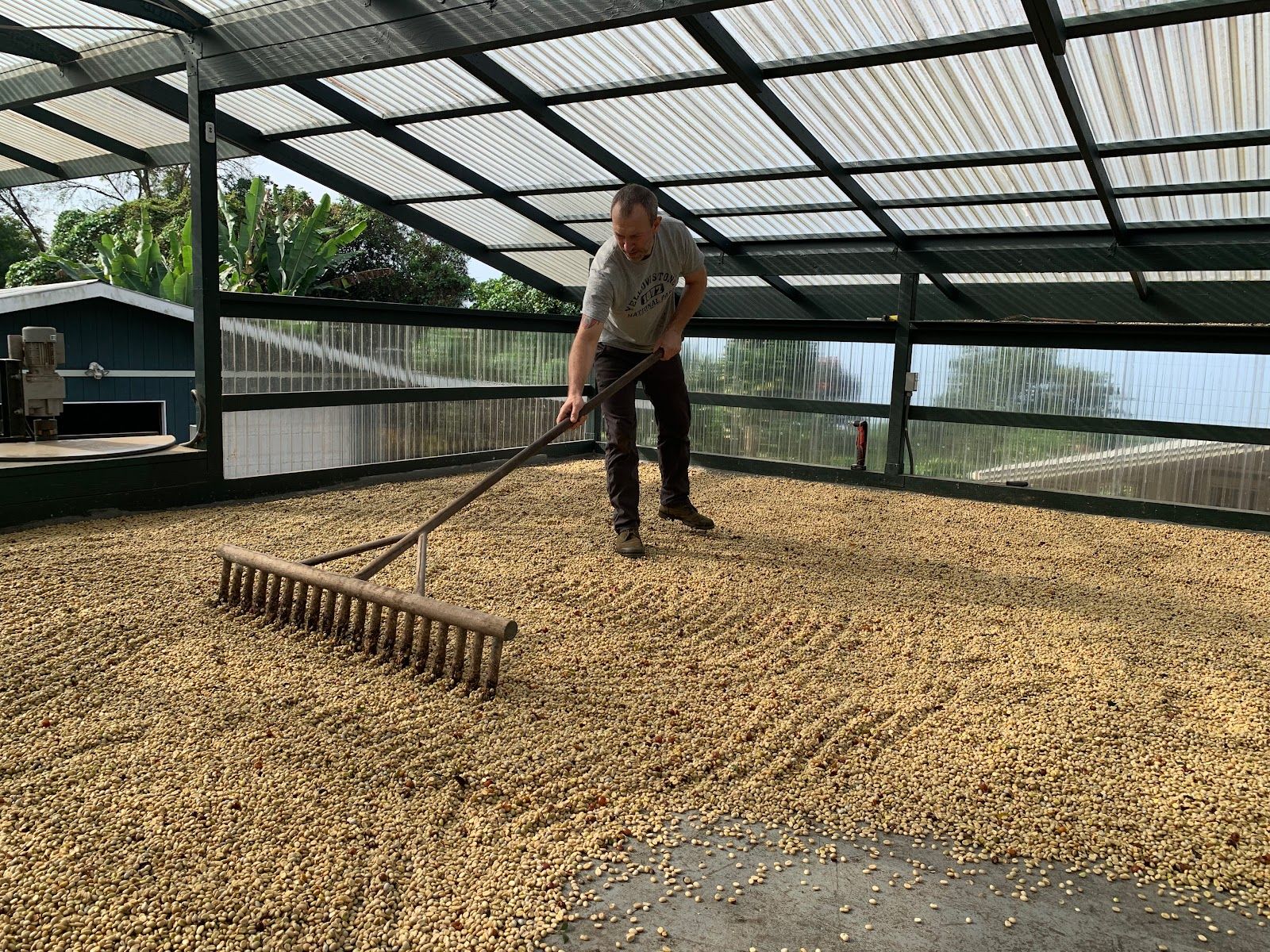 Photo 5 of Uluwehi Coffee Farm in Hōlualoa, Big Island