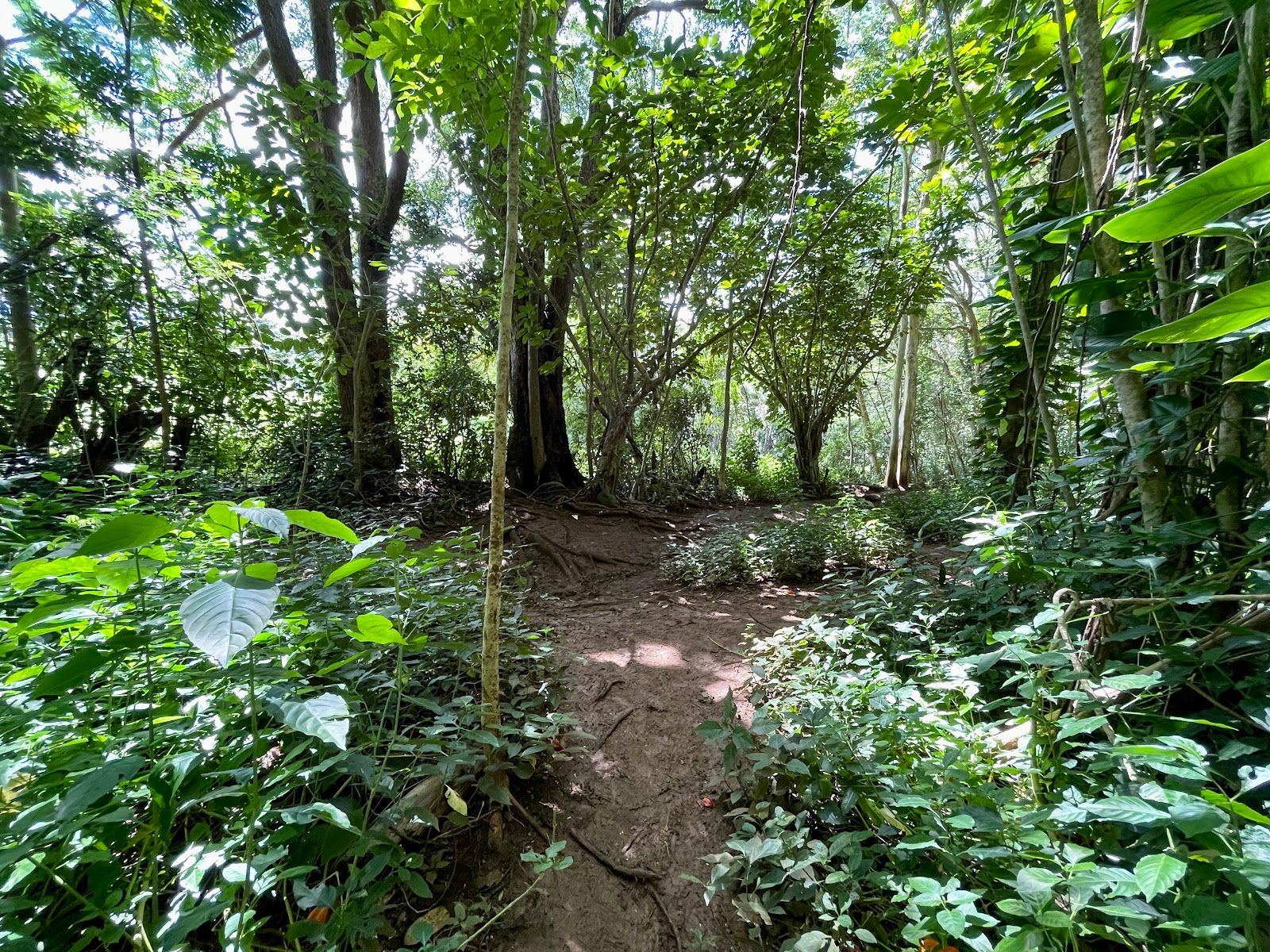 Ho'opi'i Falls in Kapaʻa, Kaua‘i photo 4
