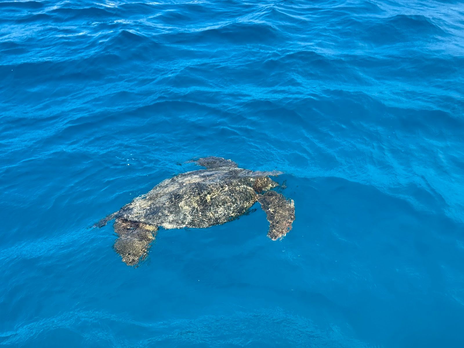 Photo 4 of Living Ocean Tours in Ala Moana & Mōʻiliʻili, Oahu