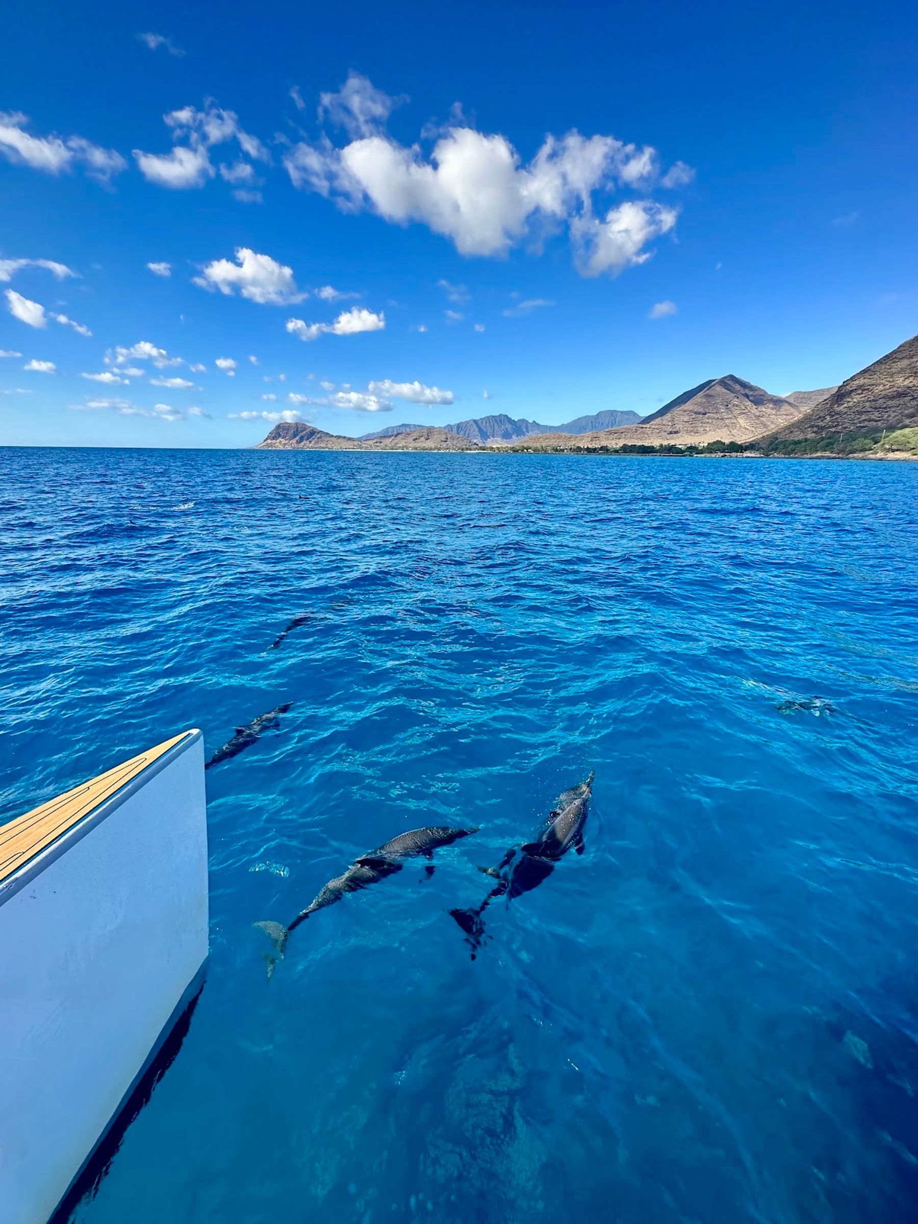 Photo 3 of Ocean Joy Cruises in Ko Olina, Oahu