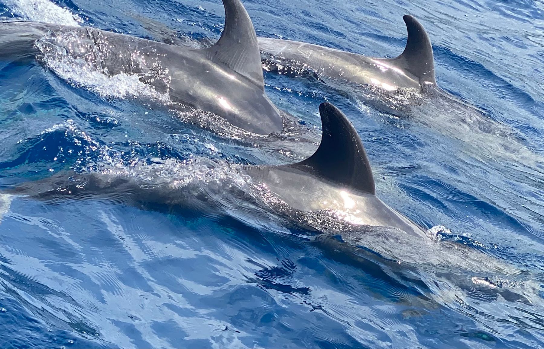 Photo 8 of Dolphin Discoveries- Snorkel Tour Check-in and Boutique in Kailua-Kona, Big Island